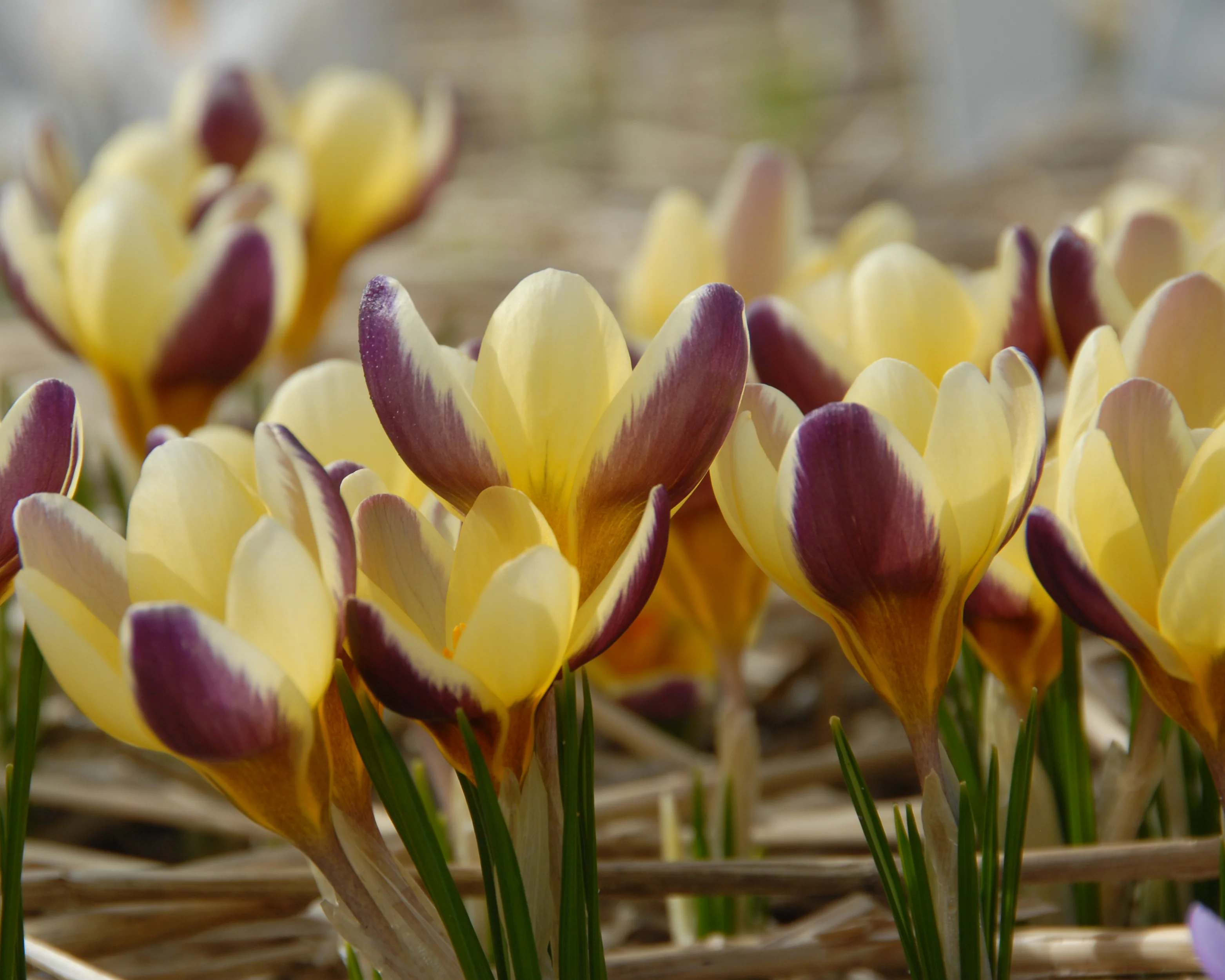 Crocus 'Herald' - Image 7