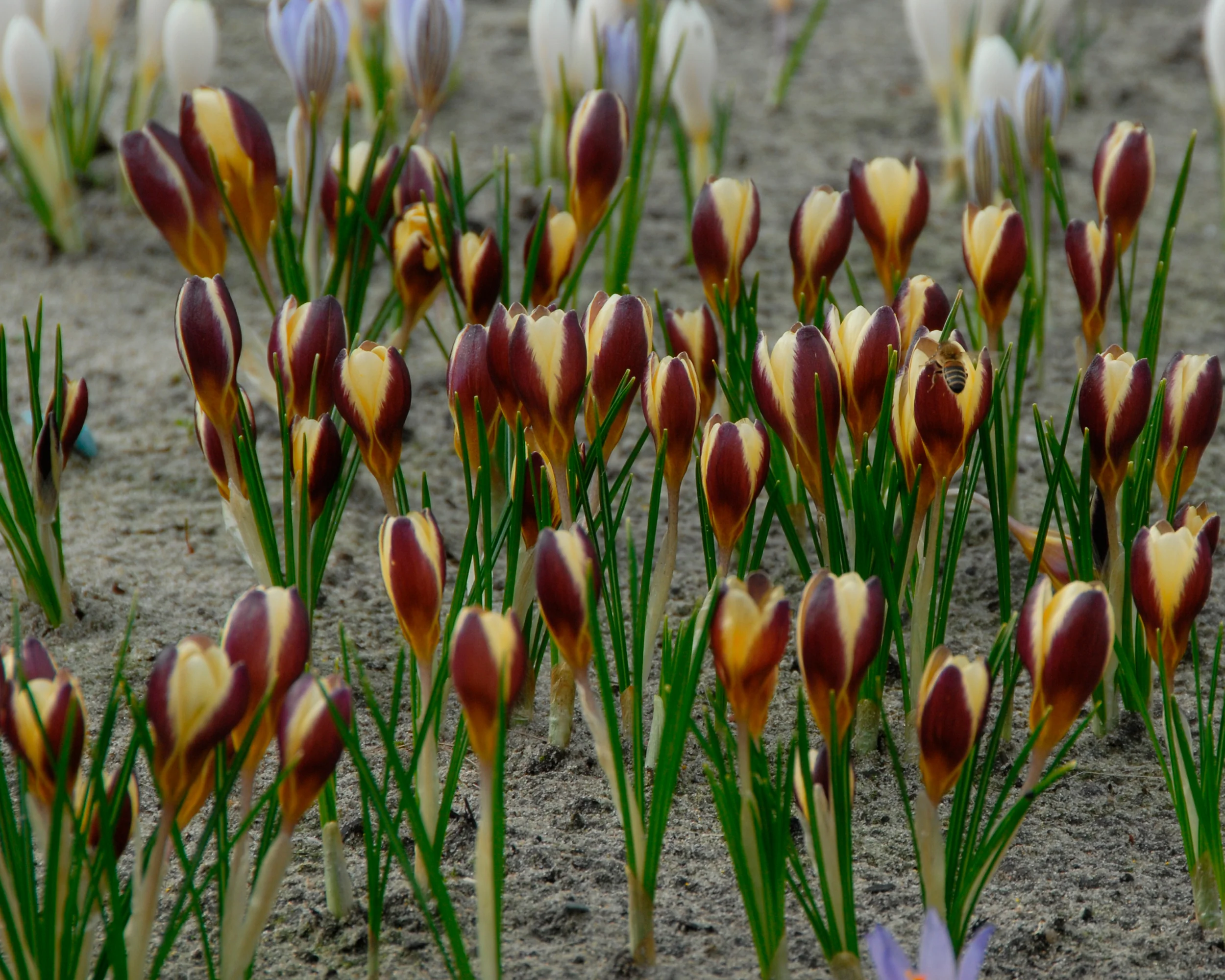 Crocus 'Herald' - Image 8