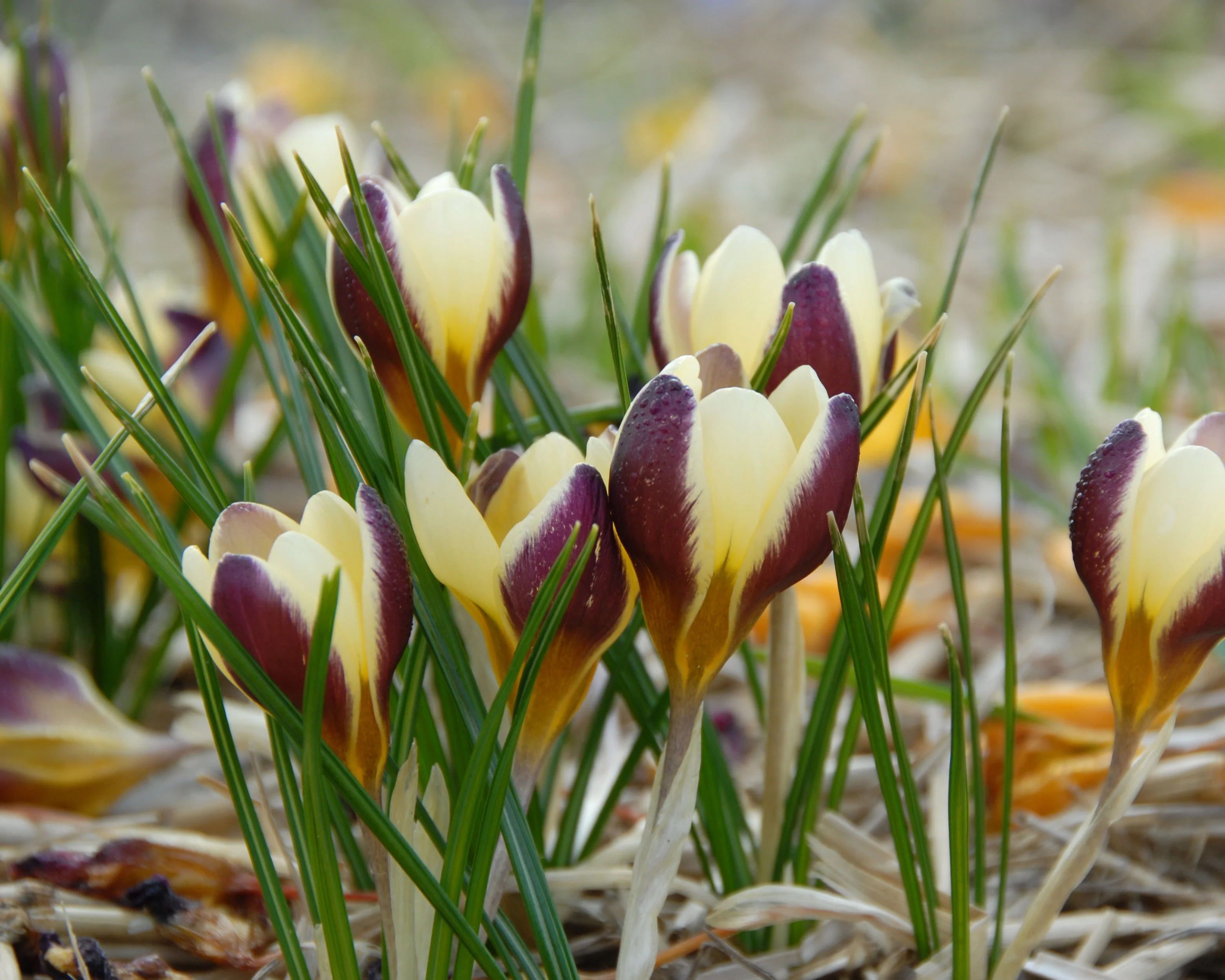 Crocus 'Herald' - Image 9