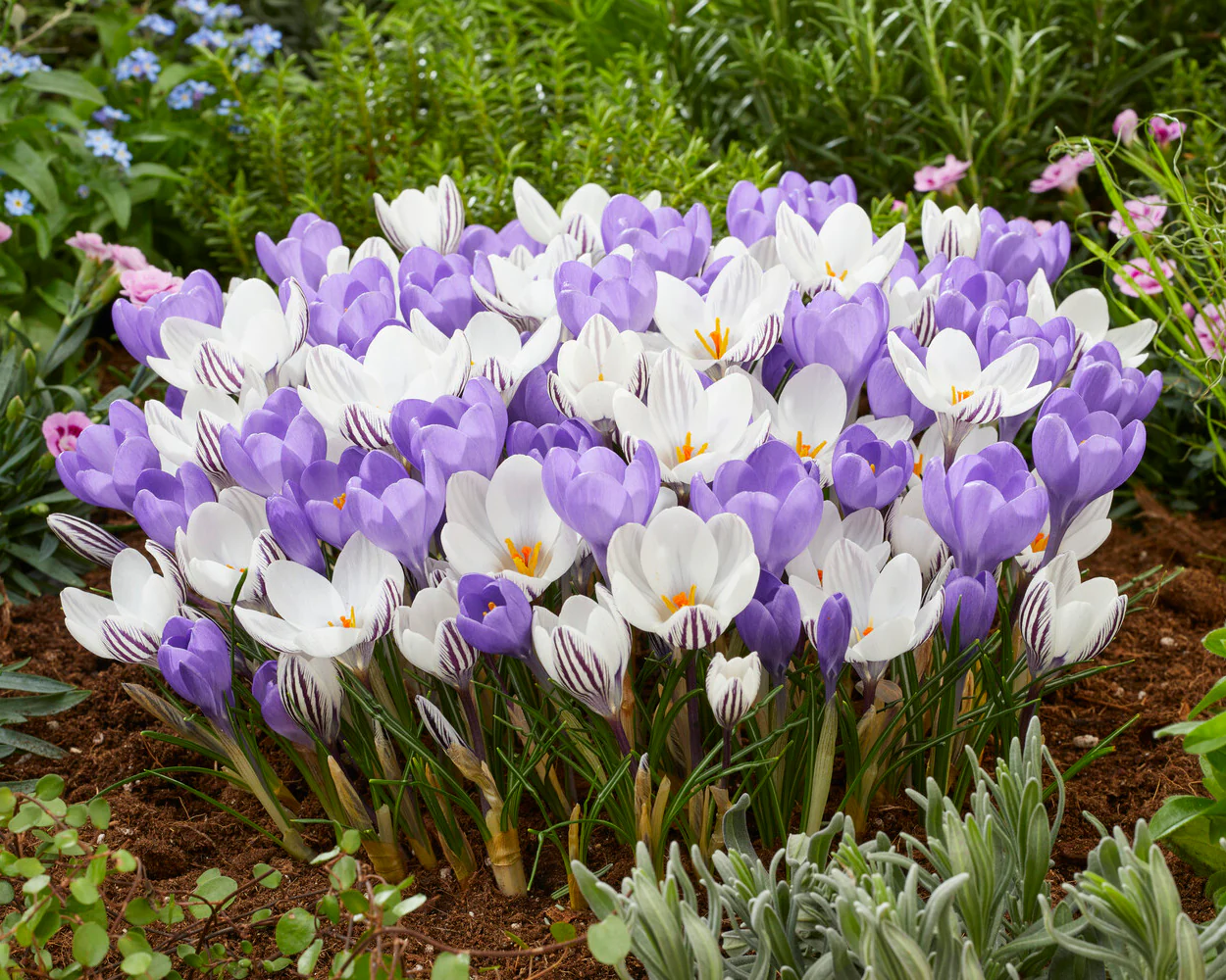 Crocus 'Hummingbird' - Image 5