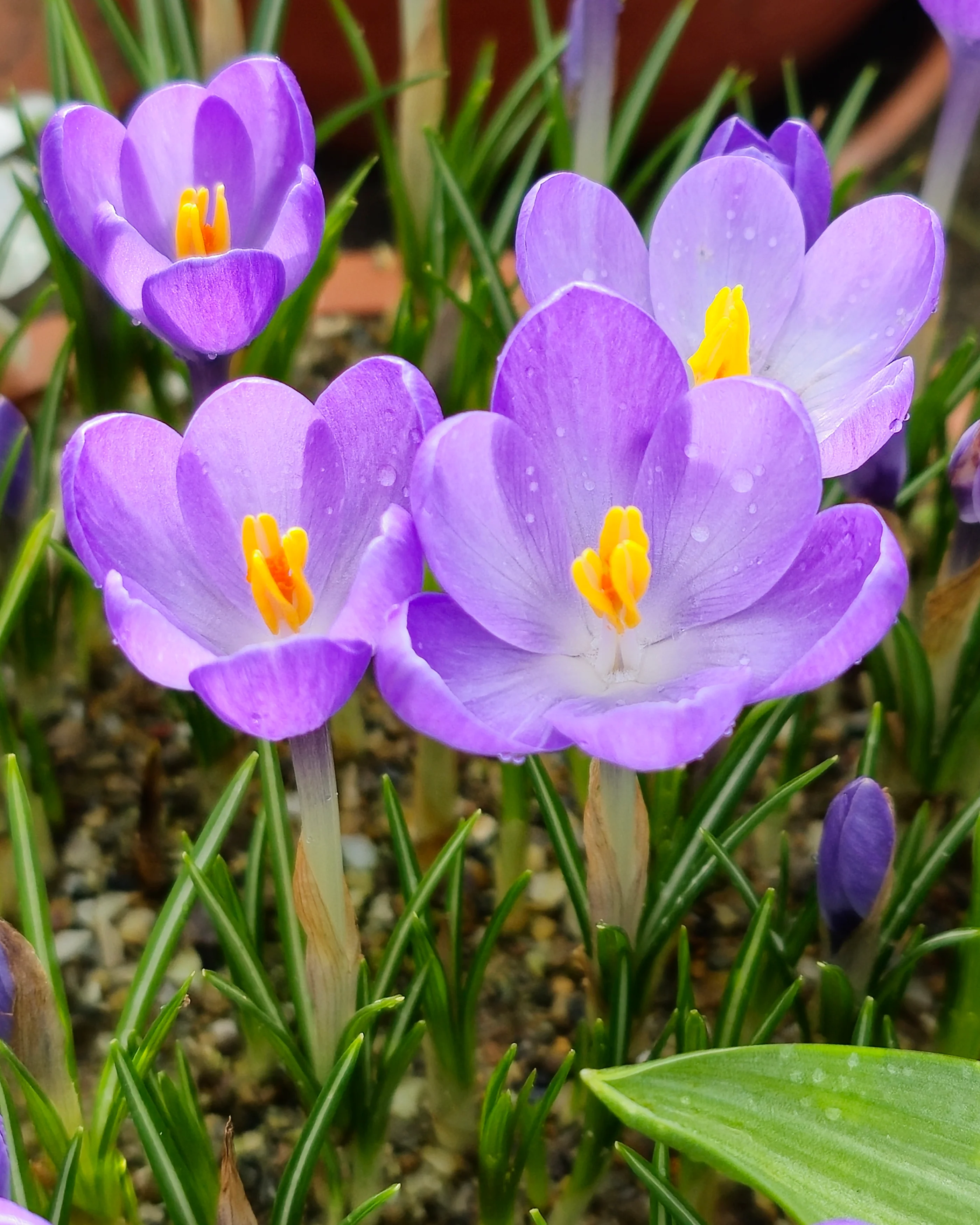 Crocus 'Hummingbird' - Image 6