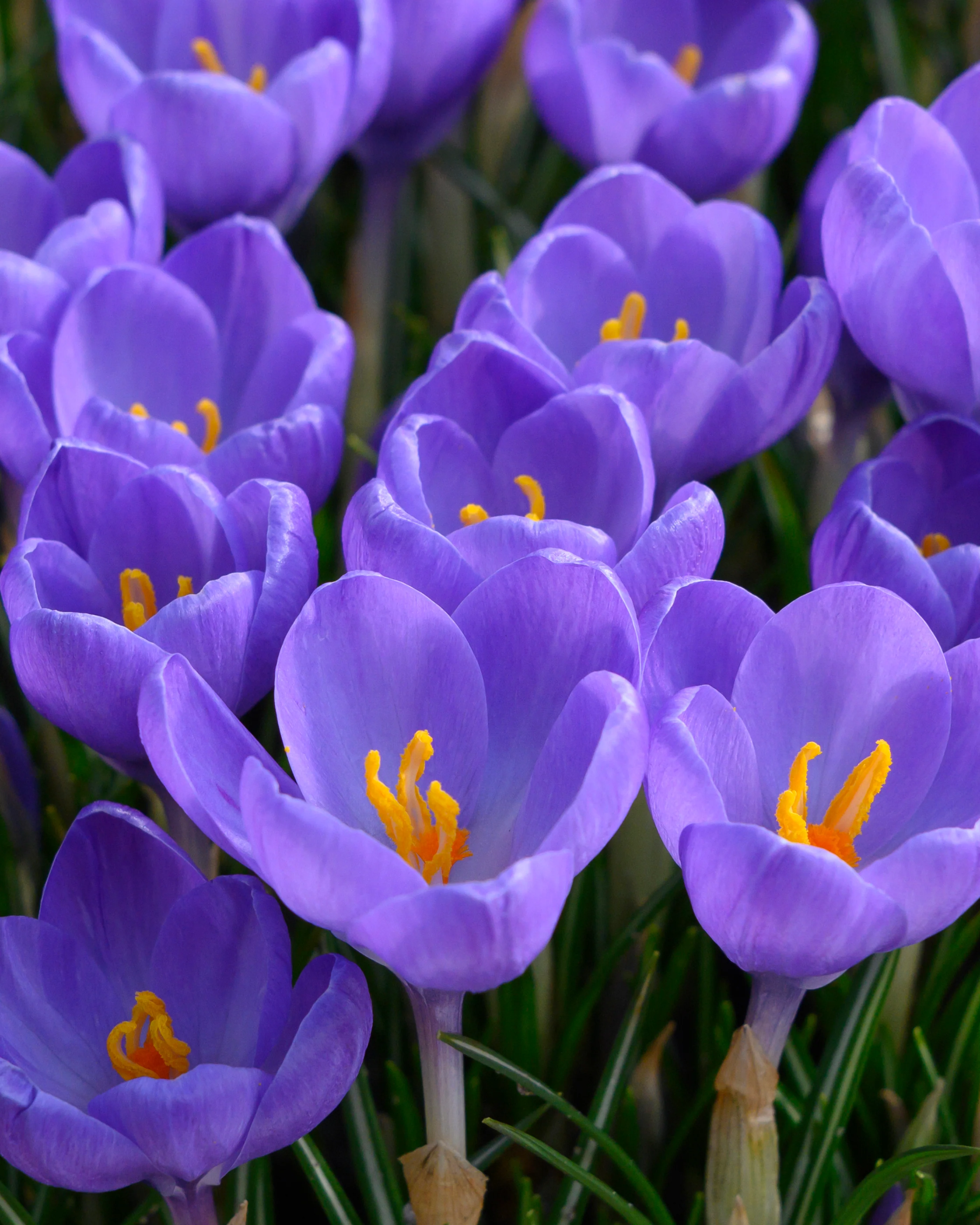 Crocus 'Hummingbird' - Image 7