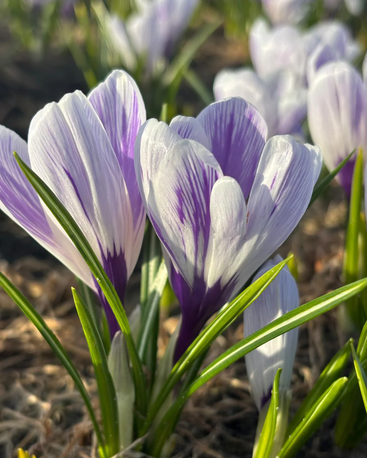 Crocus 'Imperial Purple' - Image 2