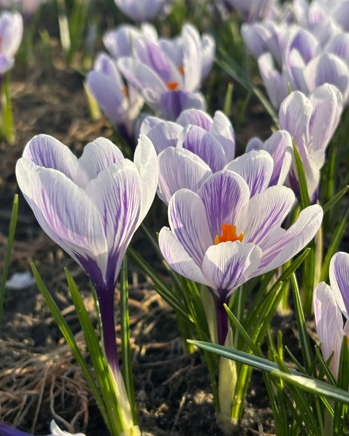 Crocus 'Imperial Purple' - Image 4