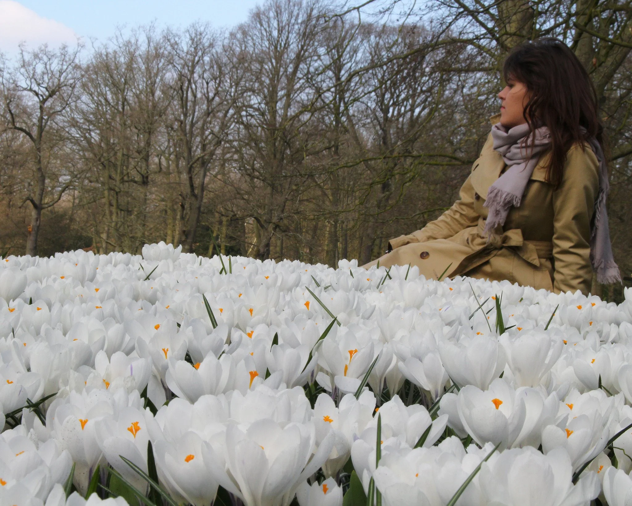 Crocus 'Jeanne d'Arc' - Image 11