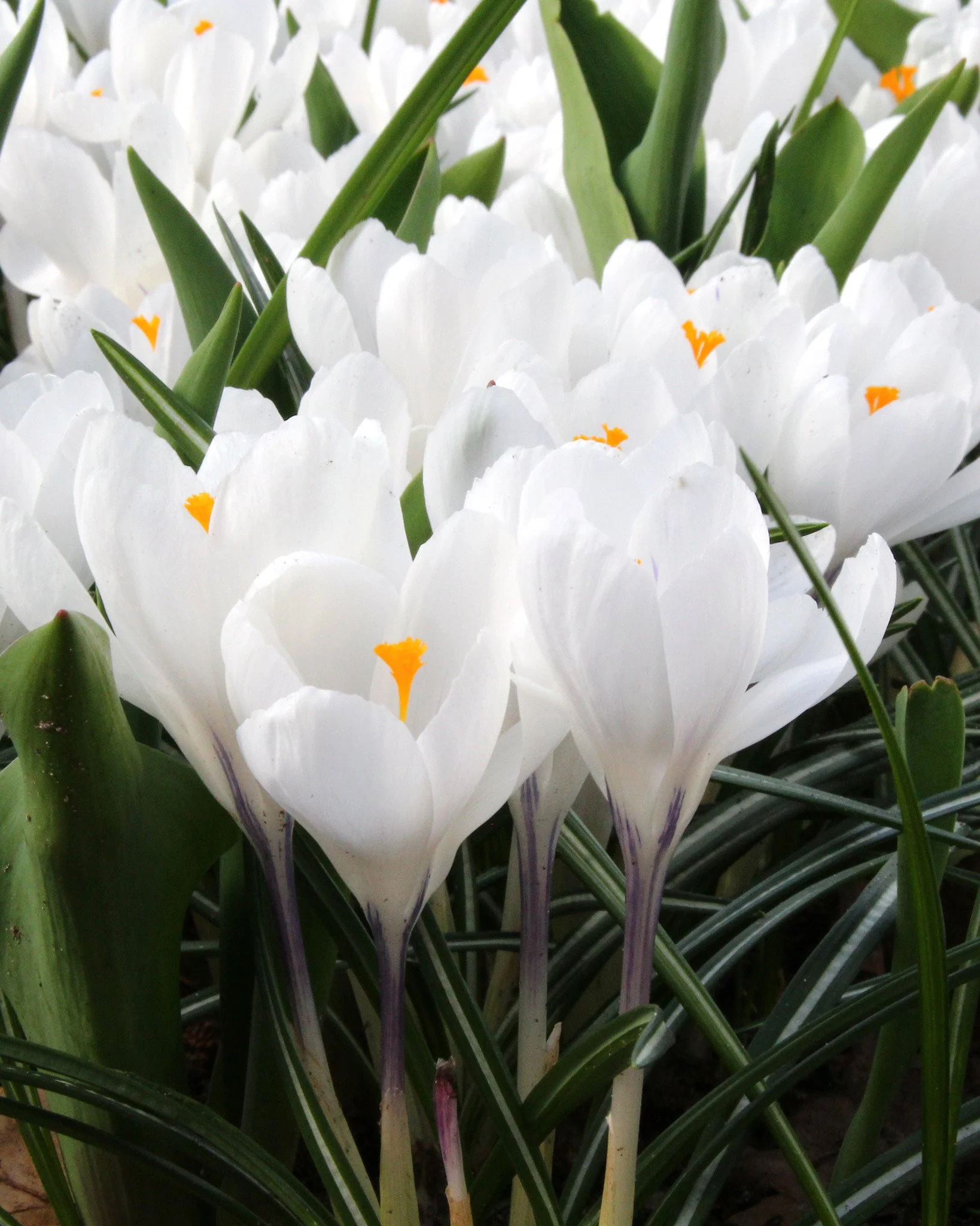 Crocus 'Jeanne d'Arc' - Image 4