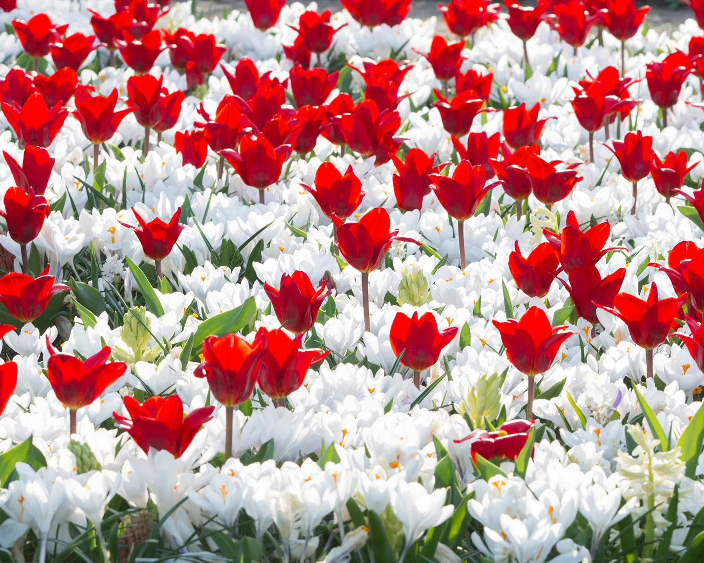 Crocus 'Jeanne d'Arc' - Image 5