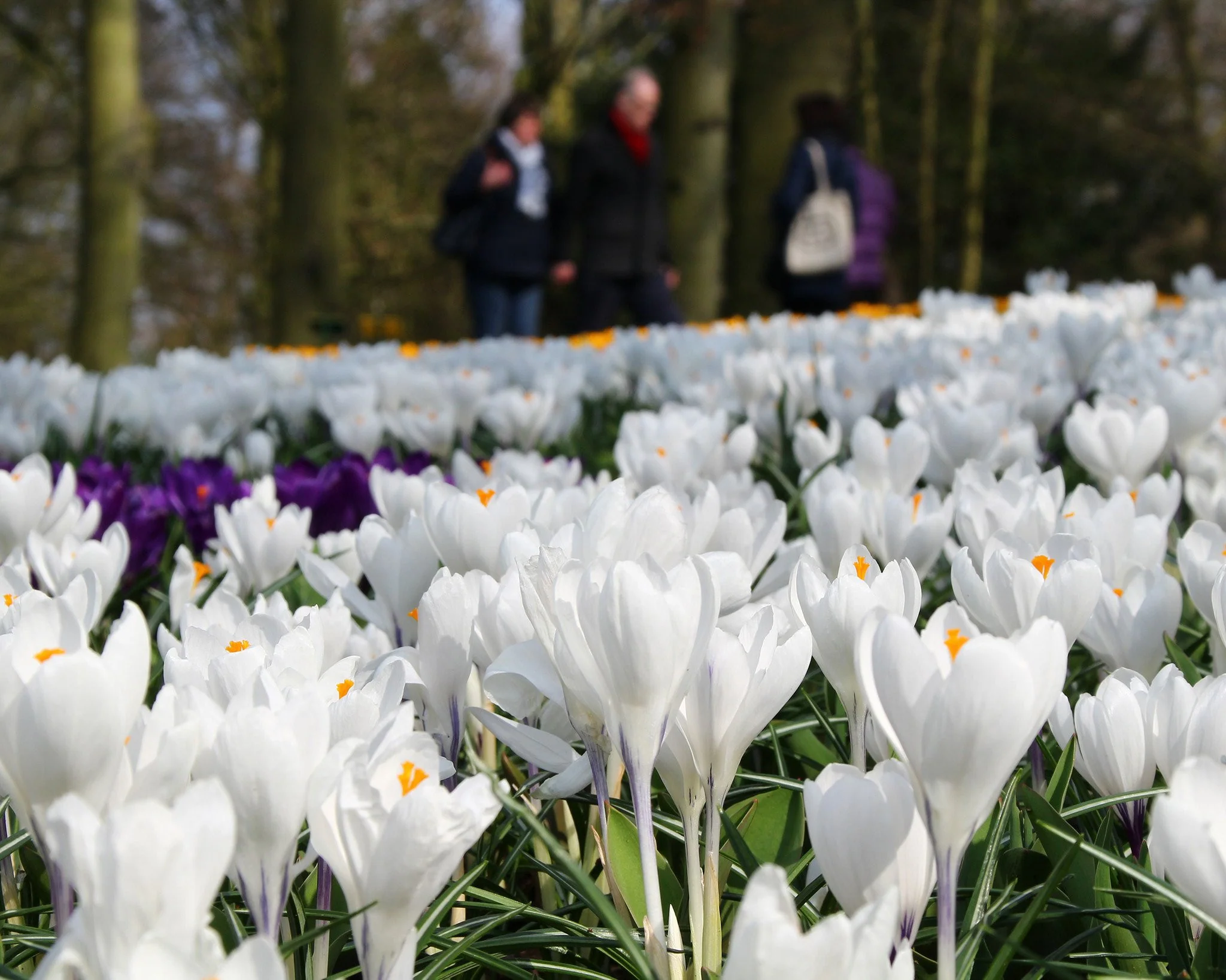 Crocus 'Jeanne d'Arc' - Image 6