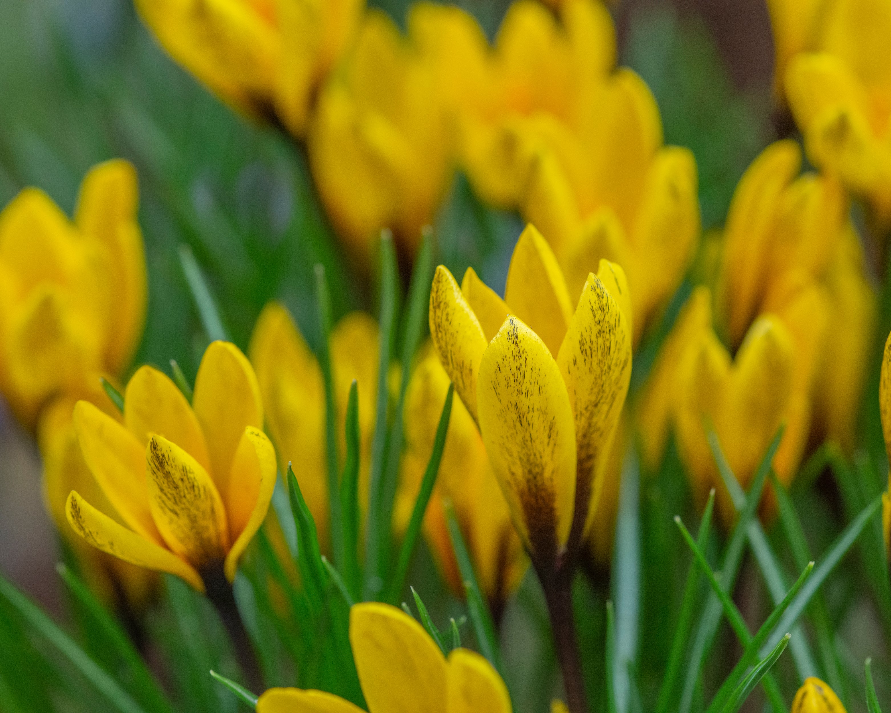Crocus korolkowii - Image 3