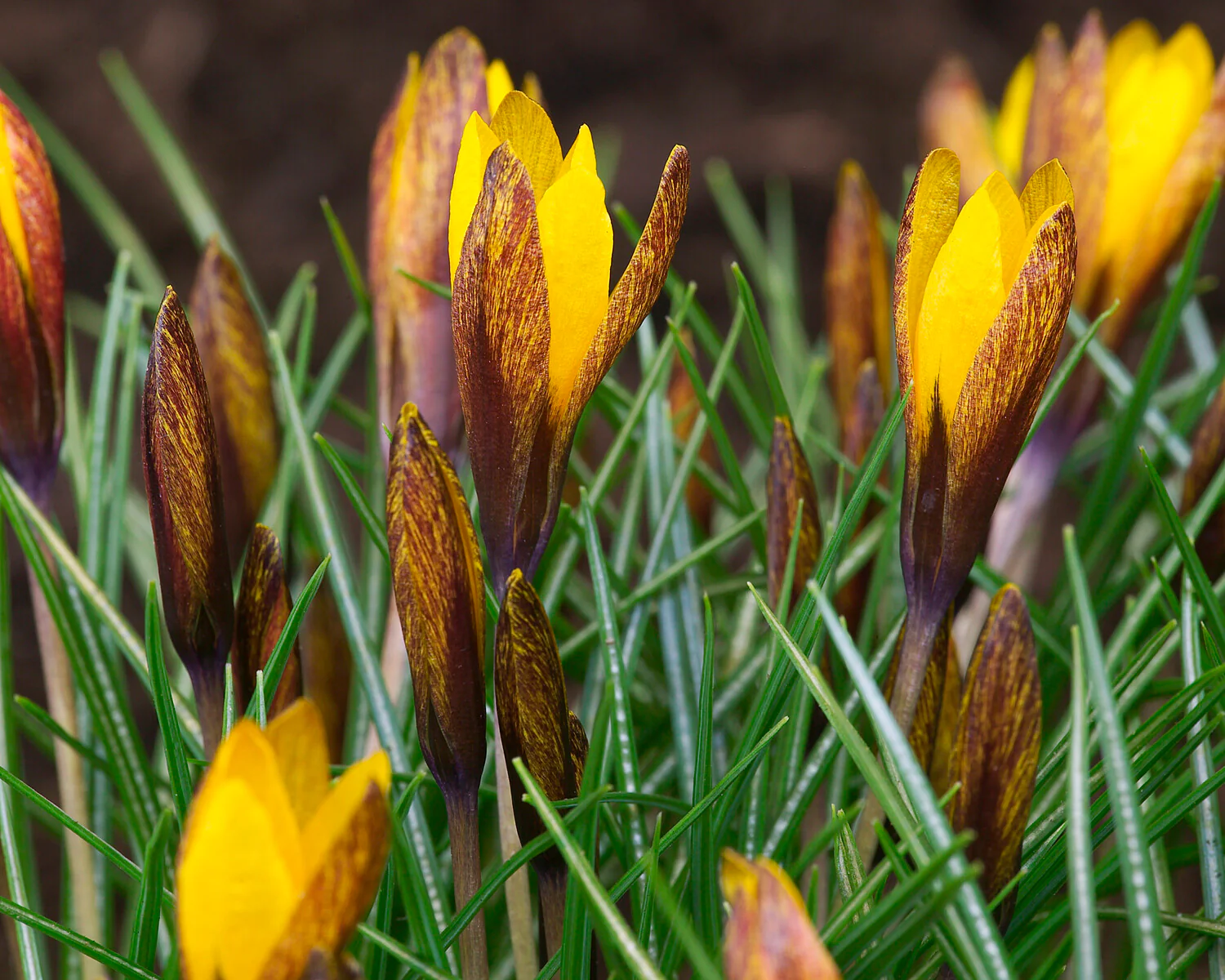 Crocus korolkowii - Image 4
