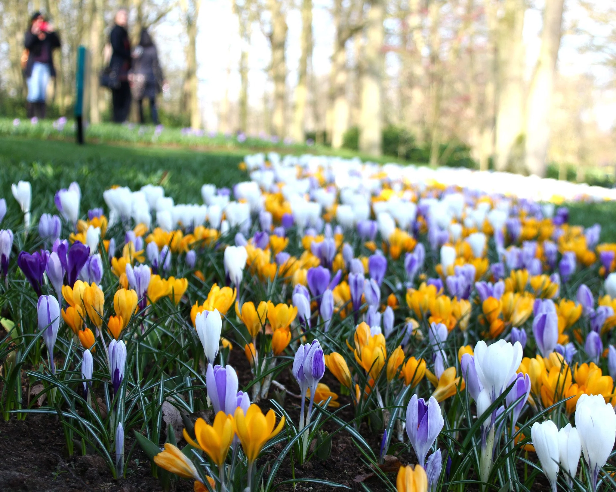 Crocus 'Mixed Colours' - Image 4