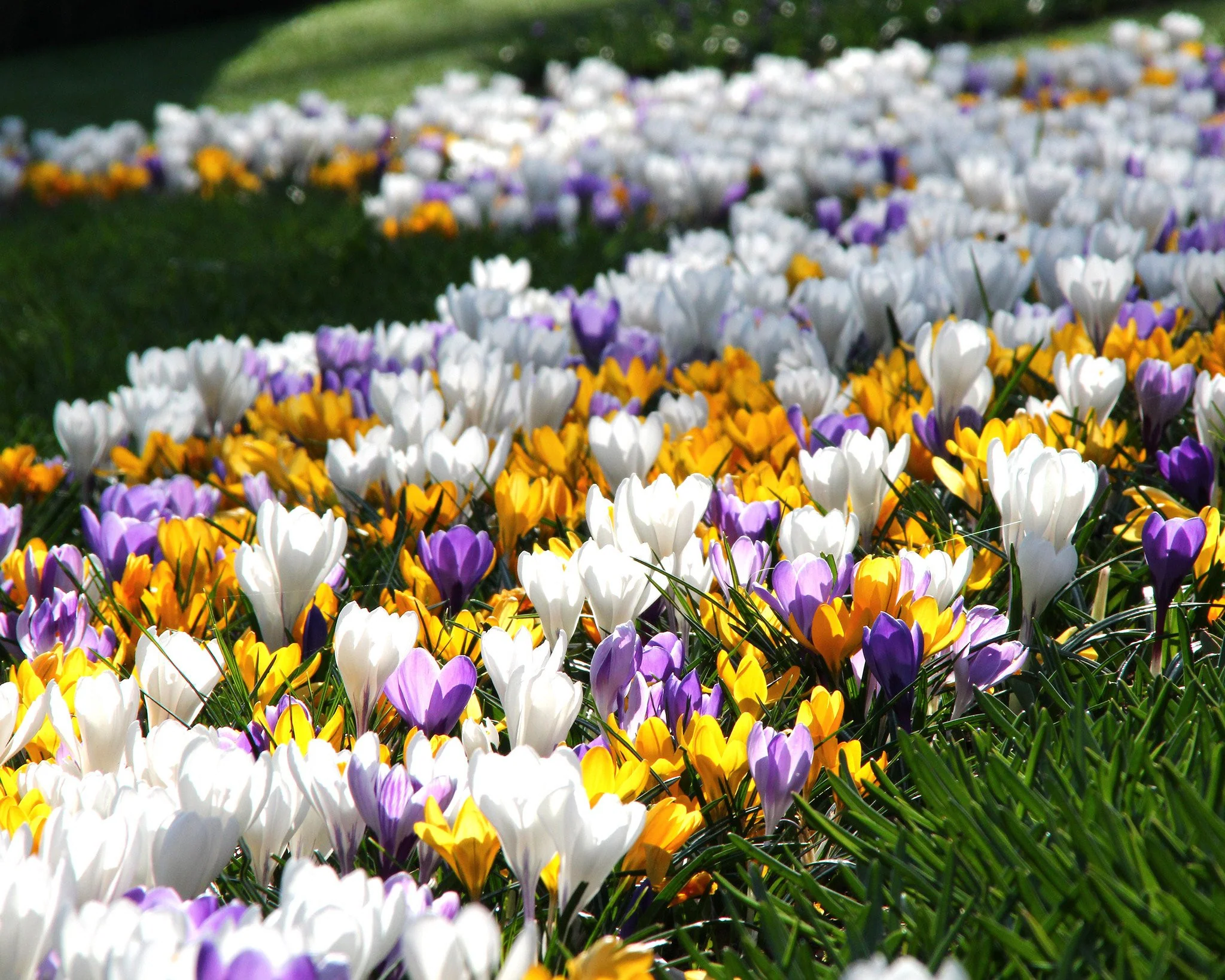 Crocus 'Mixed Colours' - Image 9