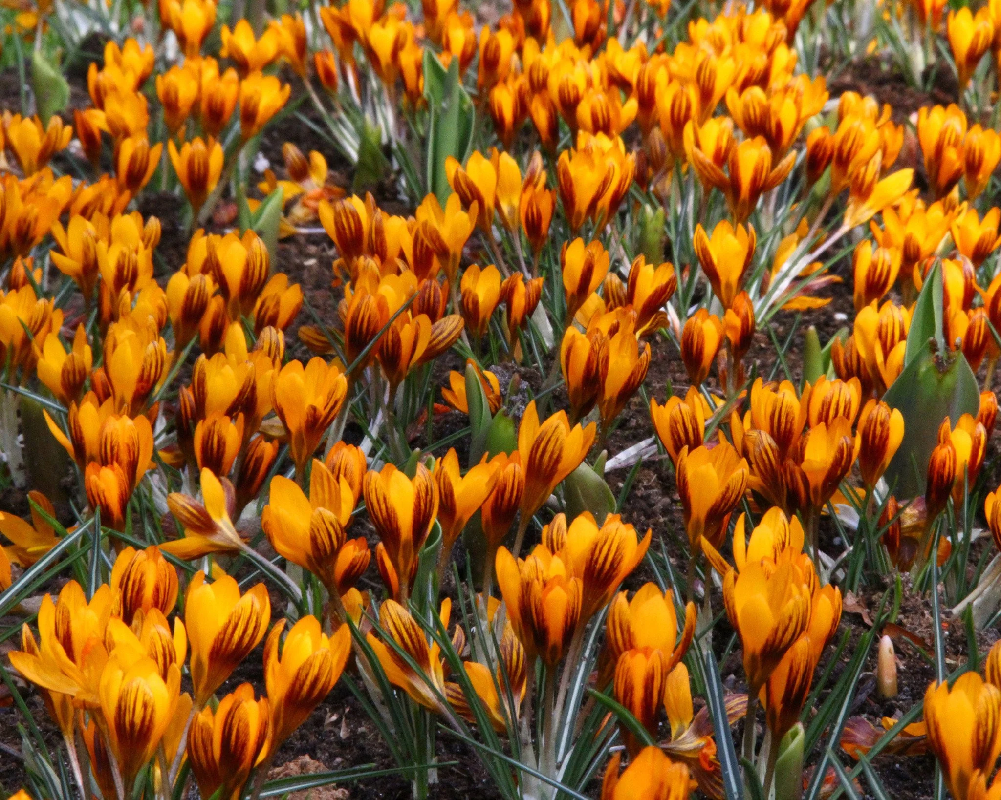 Crocus 'Orange Monarch' - Image 4