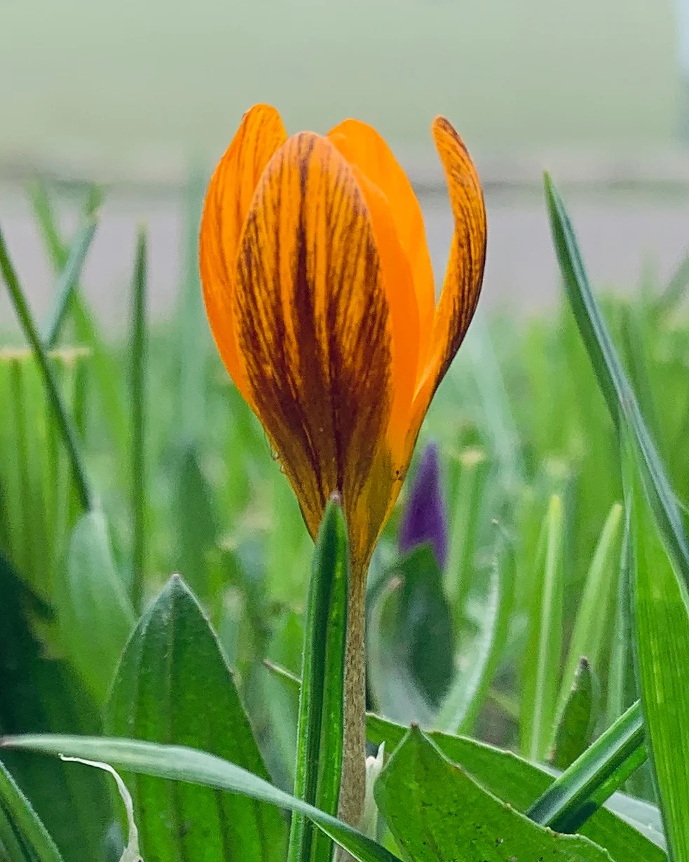 Crocus 'Orange Monarch' - Image 5