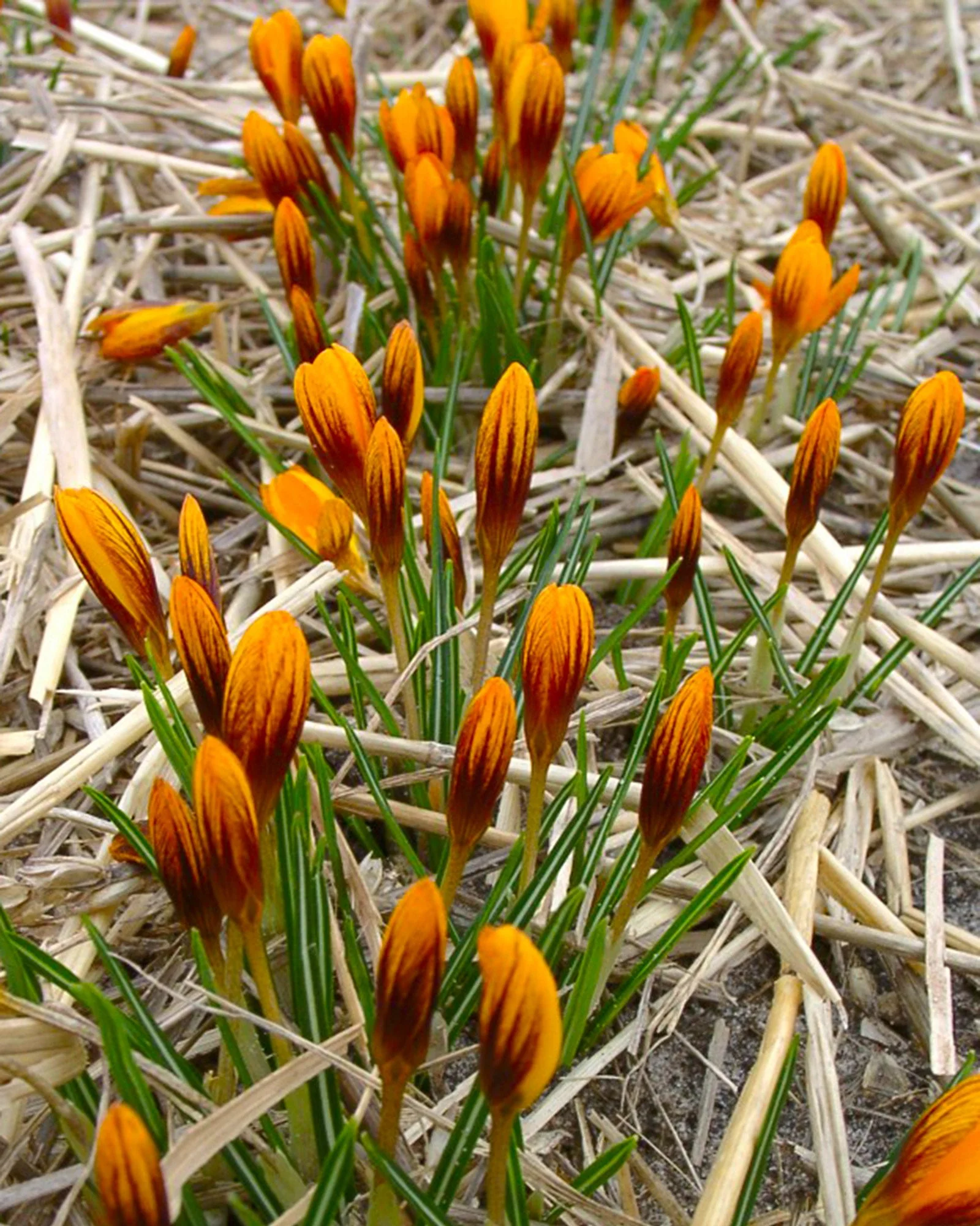 Crocus 'Orange Monarch' - Image 8