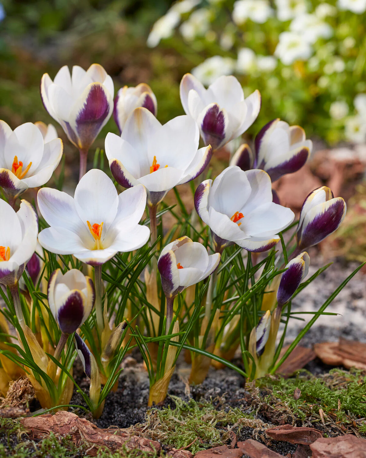 Crocus 'Panda' - Image 2