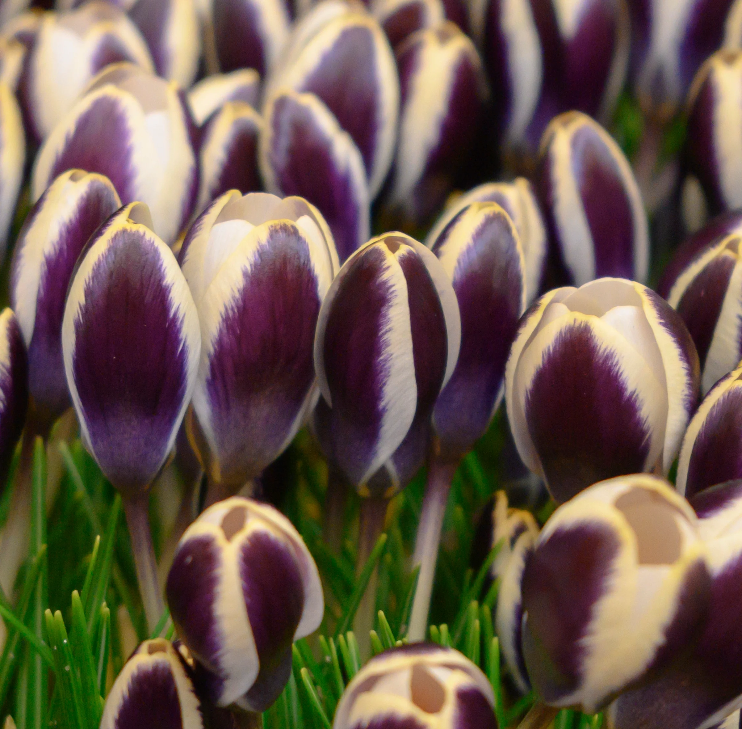 Crocus 'Panda' - Image 4