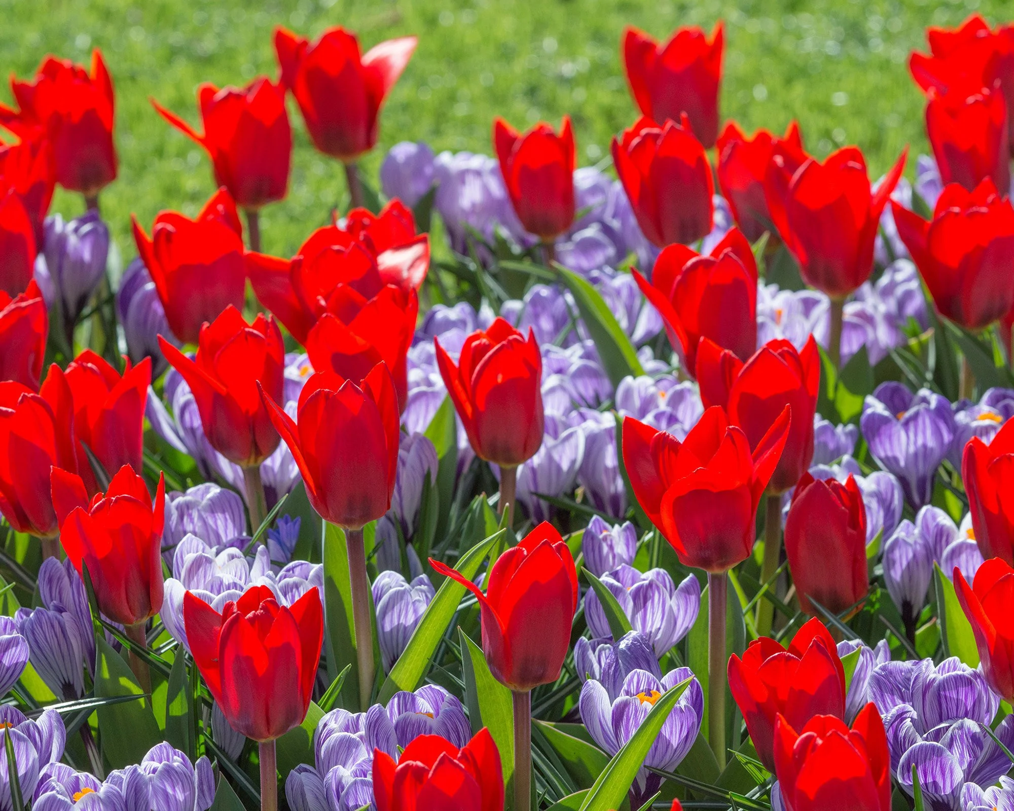 Crocus 'Pickwick' - Image 3