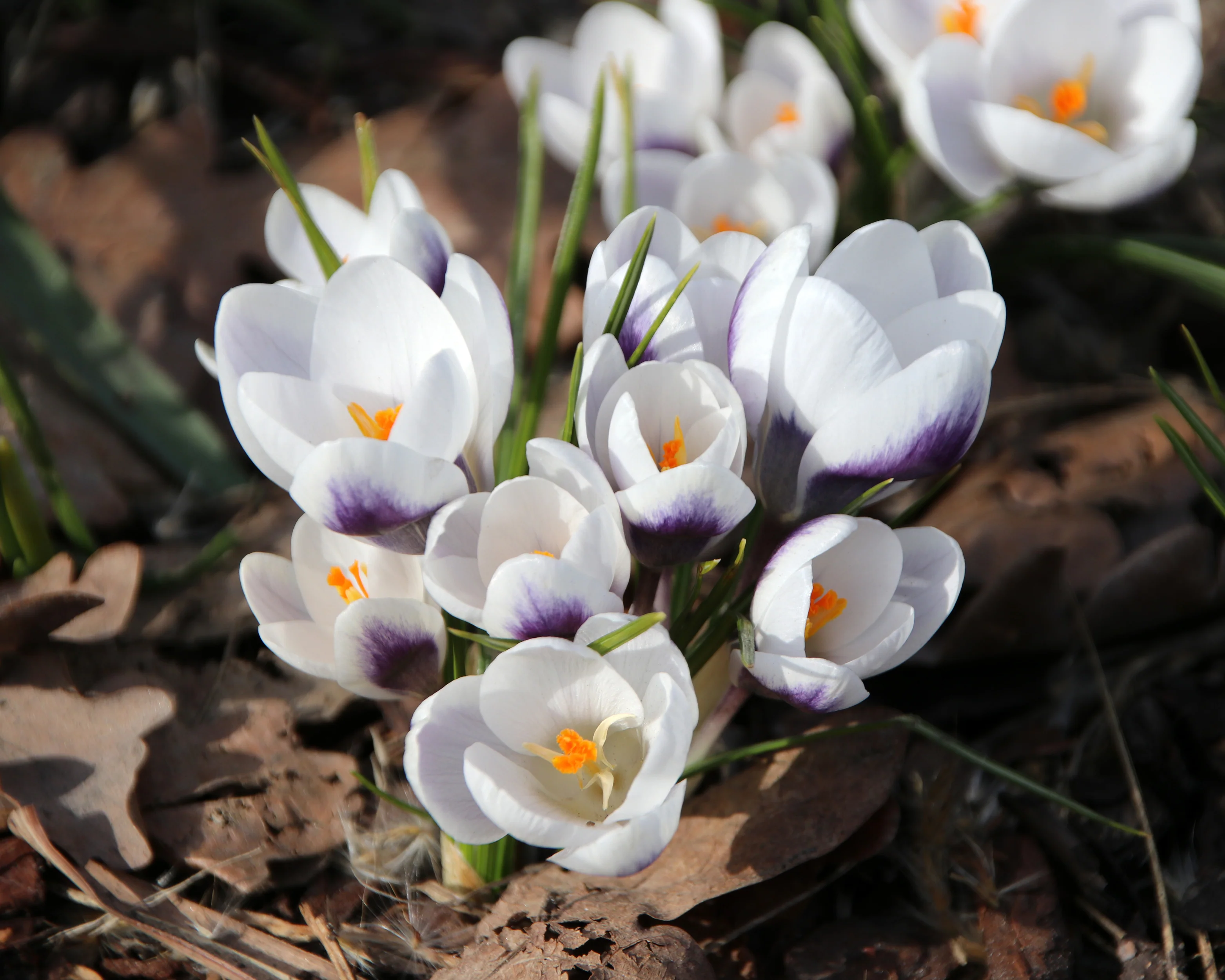 Crocus 'Prins Claus' - Image 3