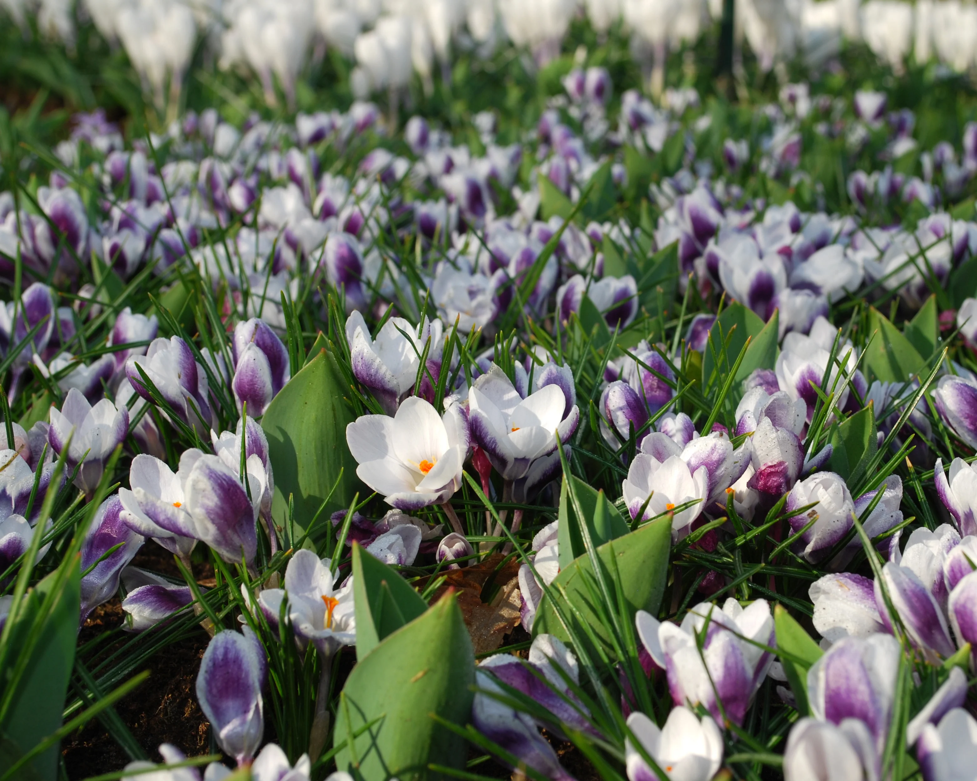 Crocus 'Prins Claus' - Image 6
