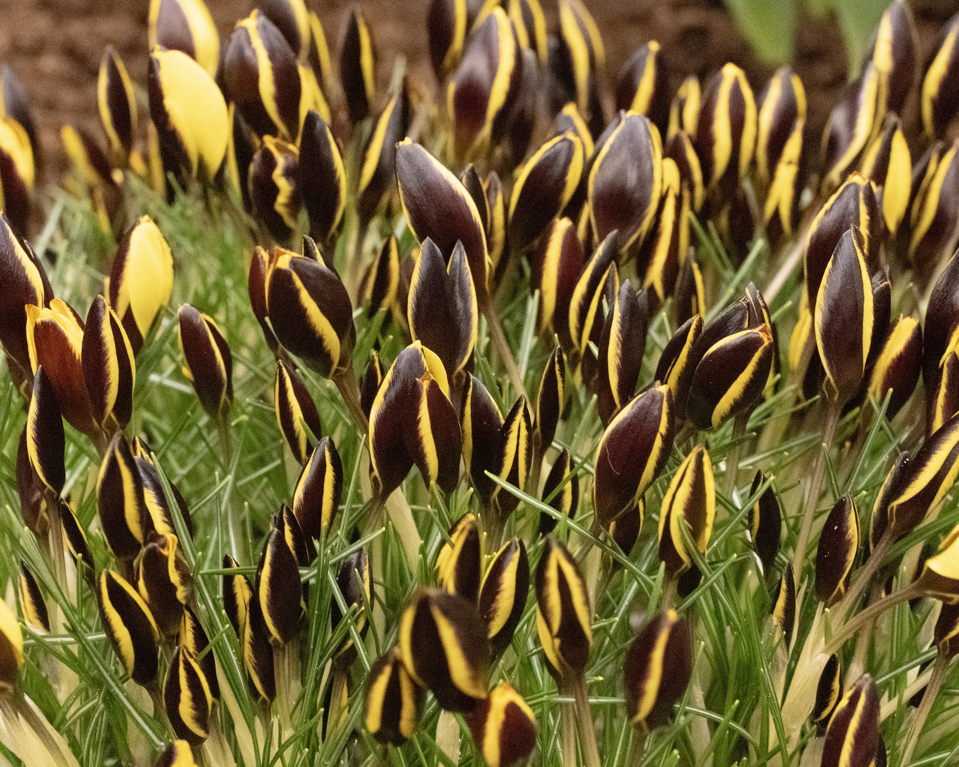Crocus 'Queen Bee' - Image 5