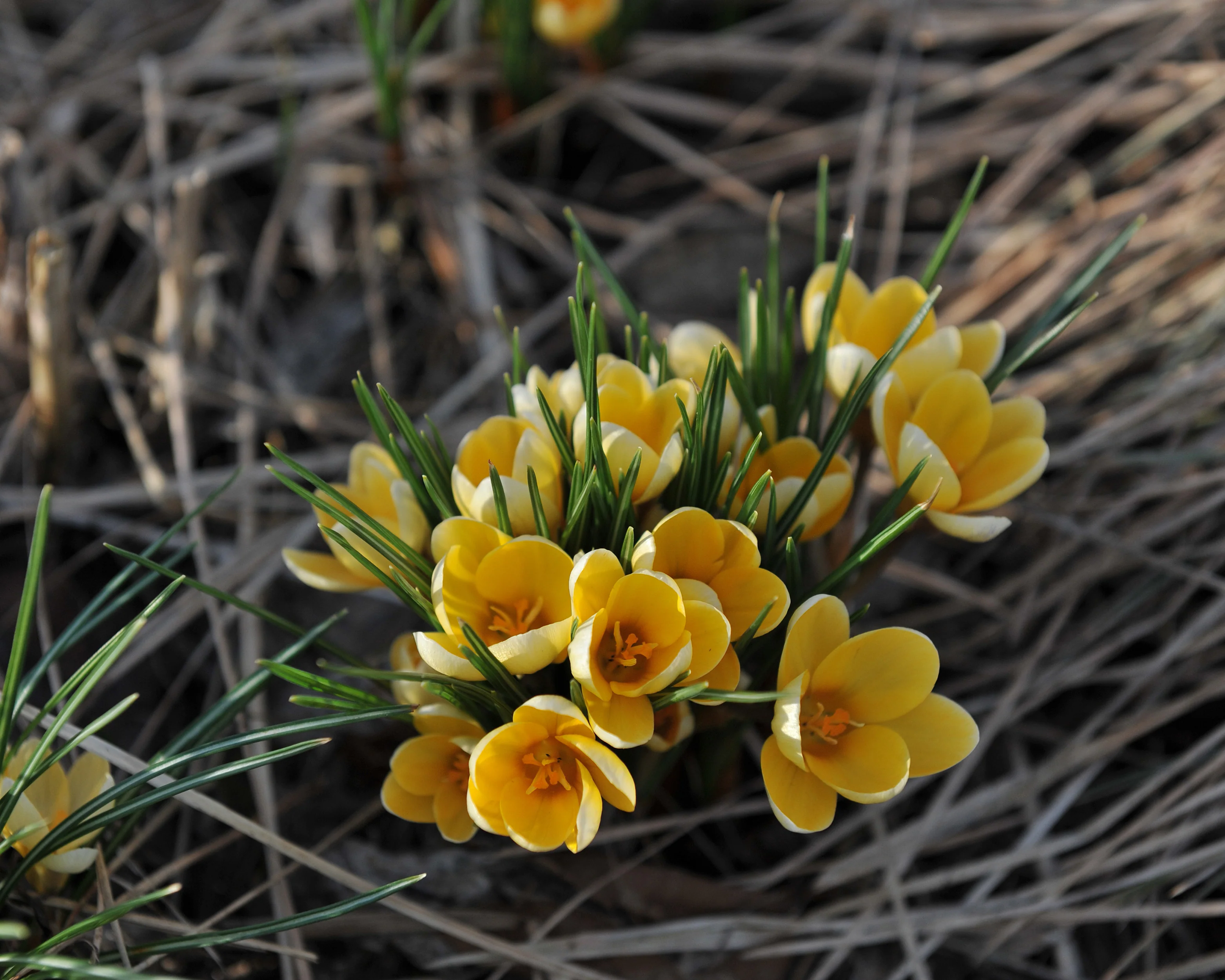 Crocus 'Romance' - Image 4