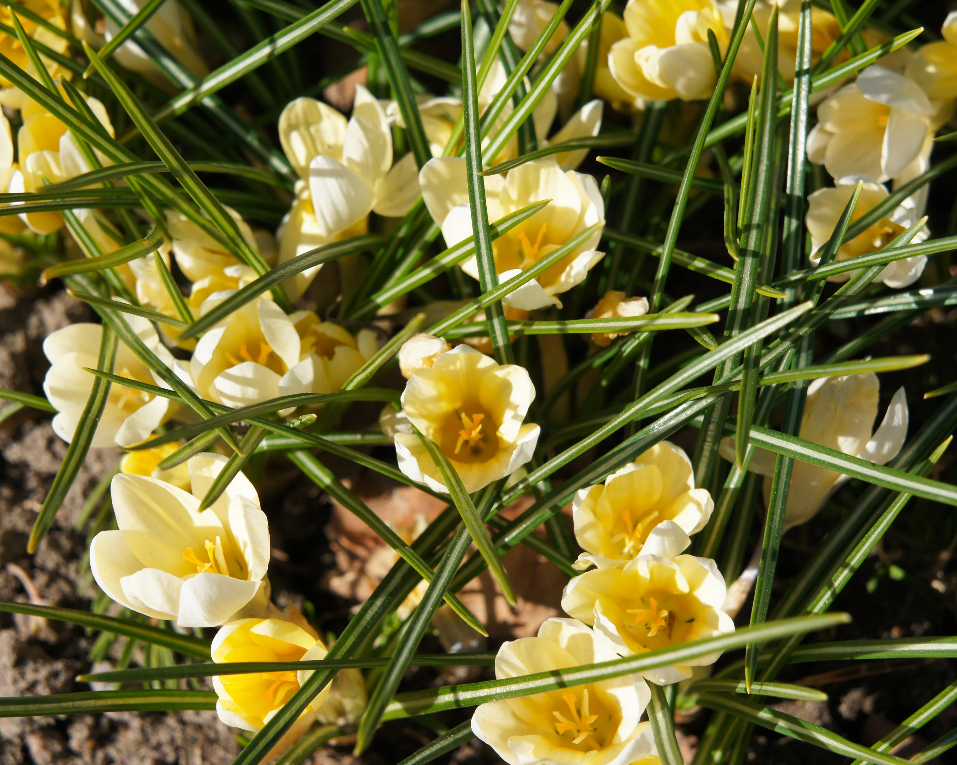 Crocus 'Romance' - Image 5