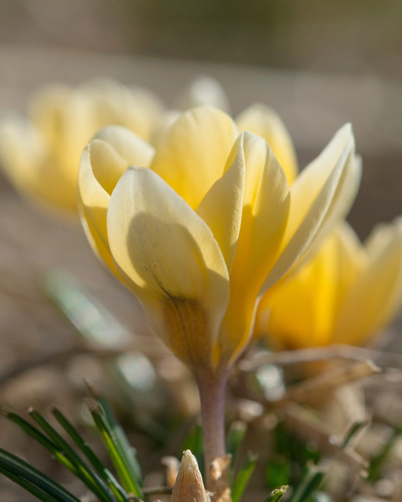 Crocus 'Romance' - Image 6