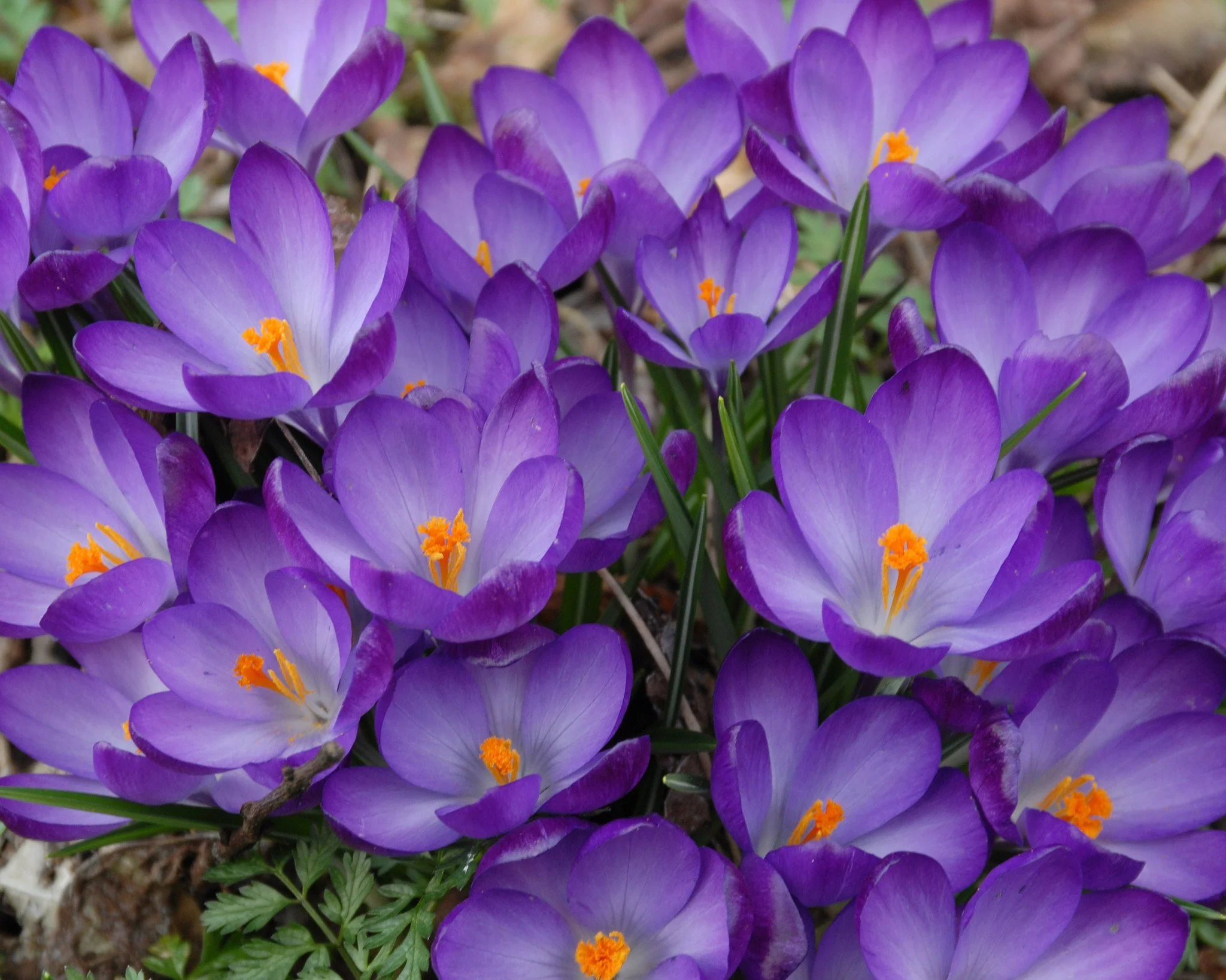 Crocus 'Ruby Giant' - Image 3
