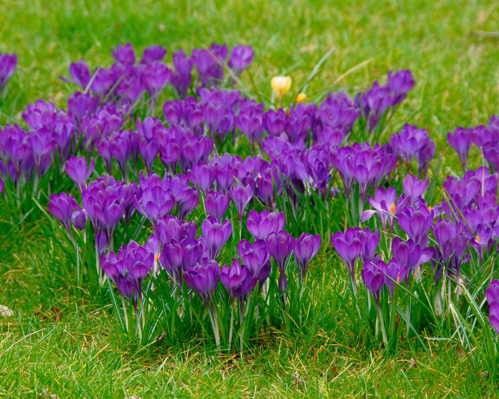 Crocus 'Ruby Giant' - Image 4