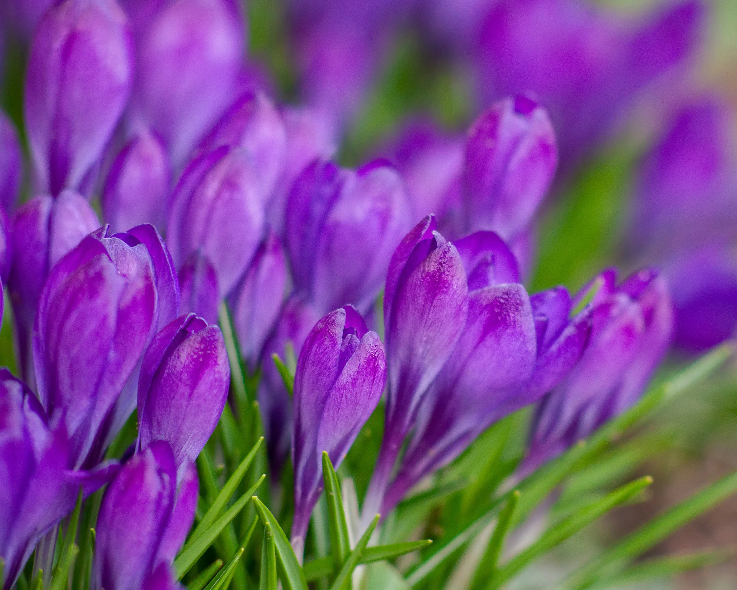 Crocus 'Ruby Giant' - Image 8
