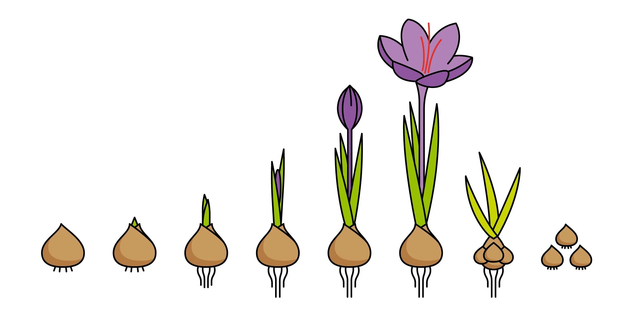 Crocus sativus - Image 11
