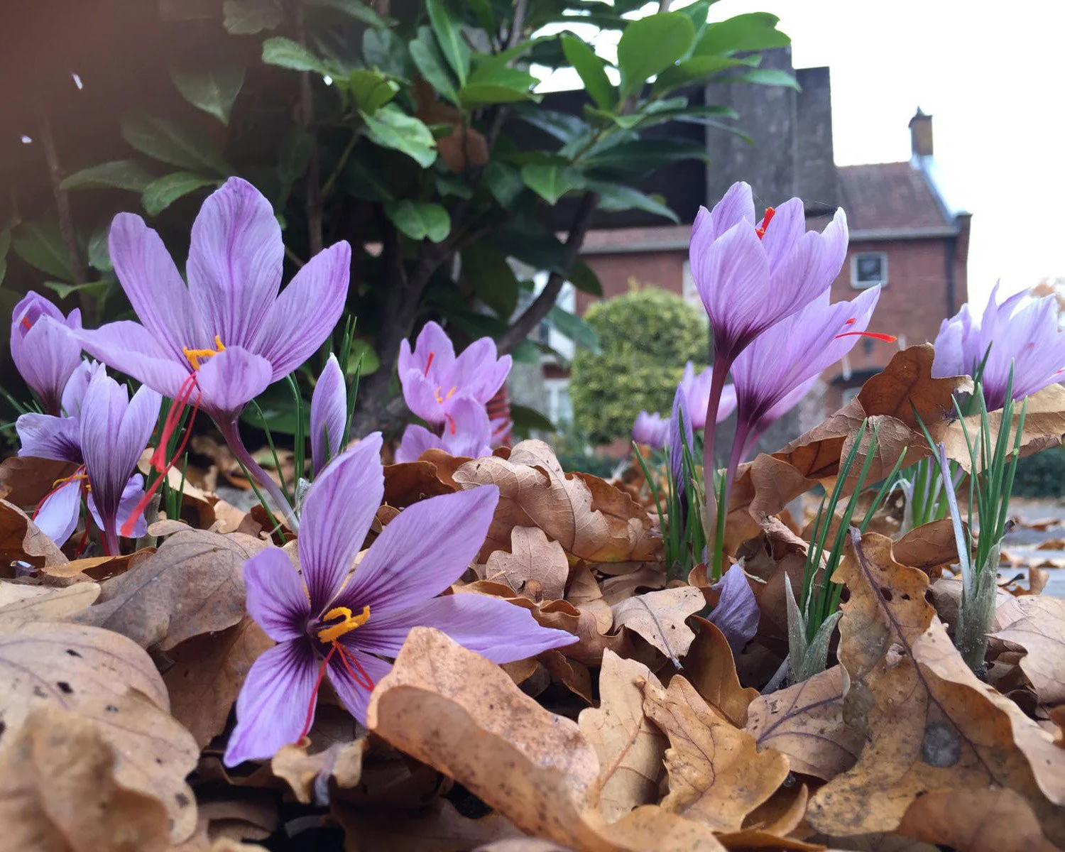 Crocus sativus - Image 6