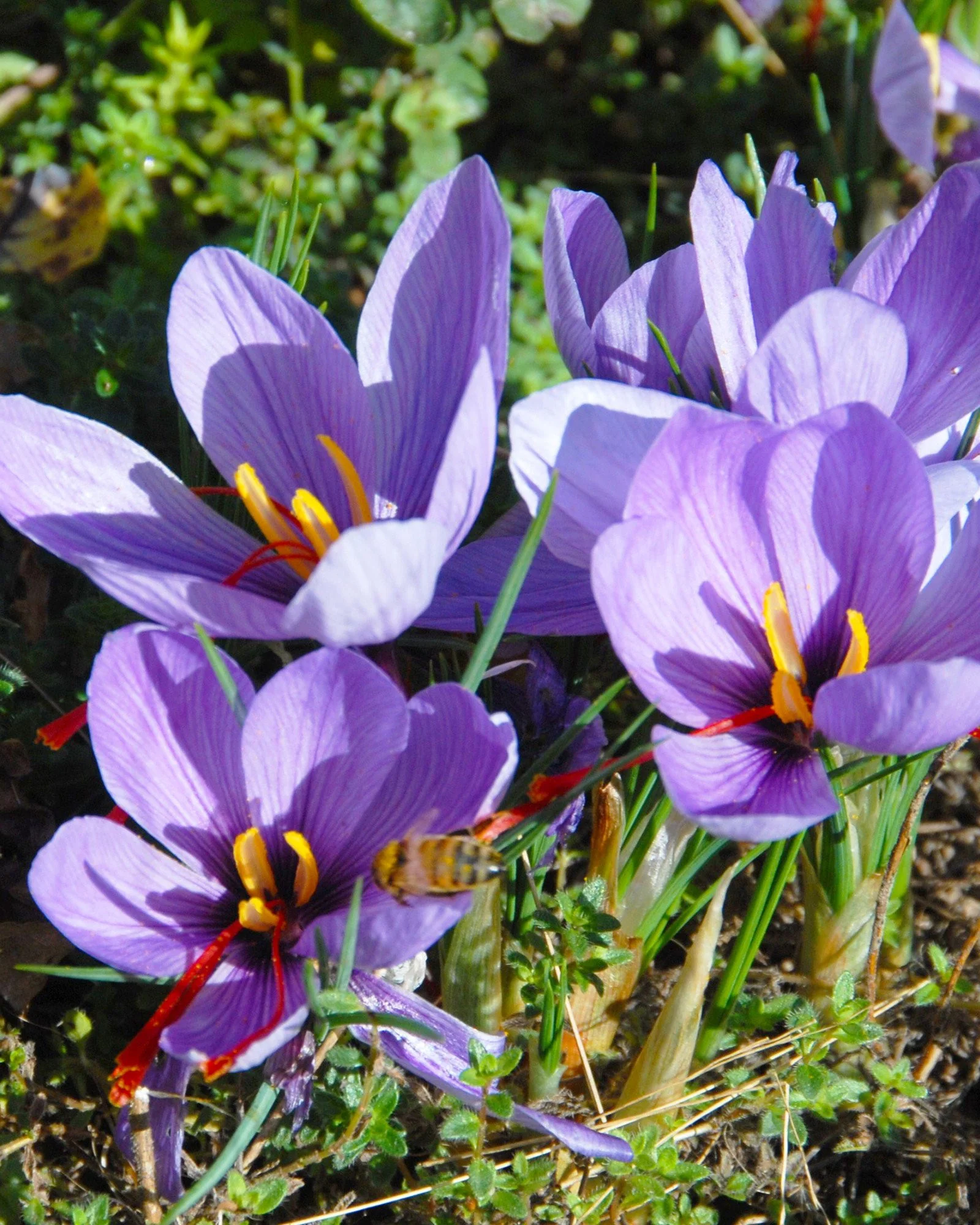 Crocus sativus - Image 8