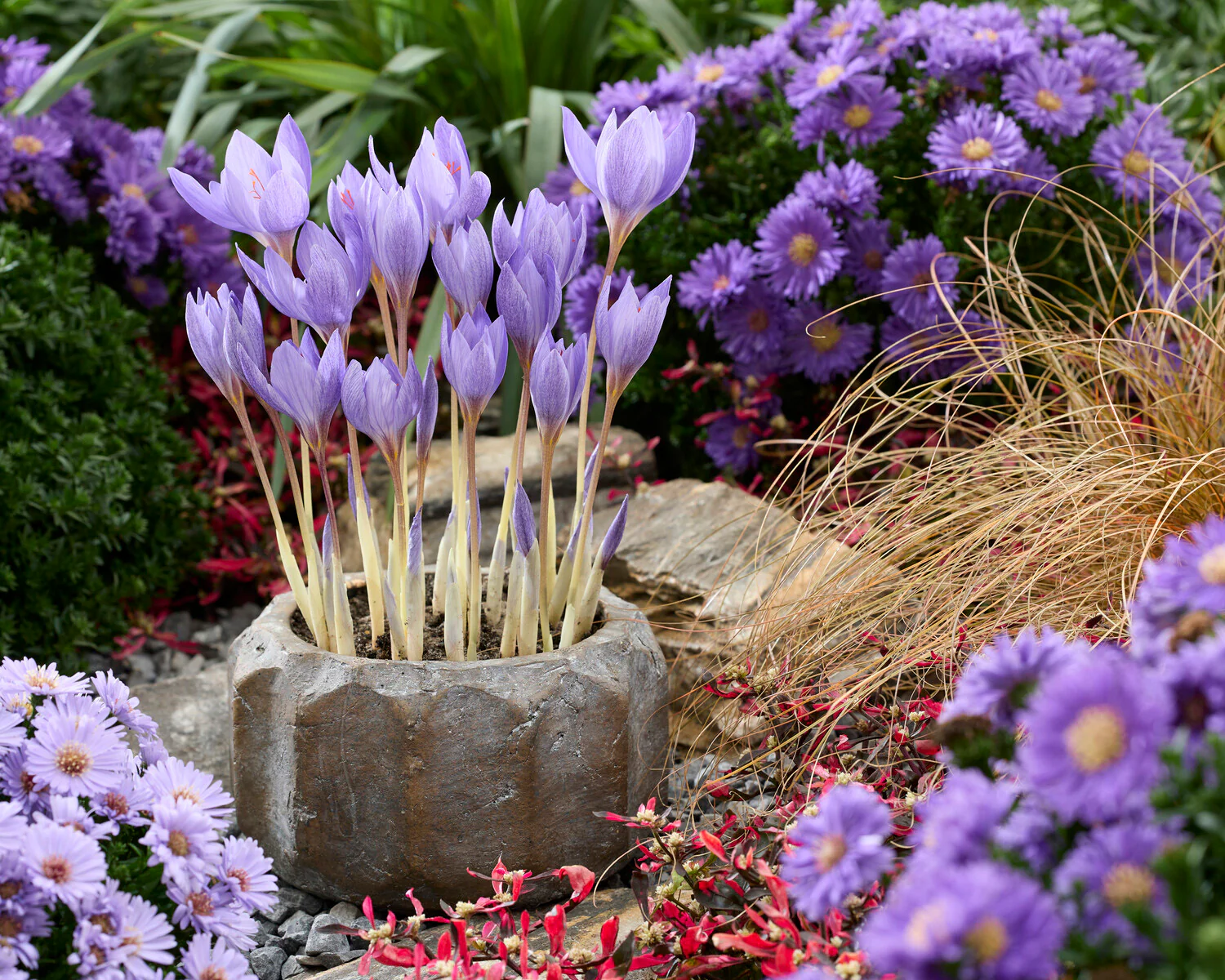Crocus 'Semedo' - Image 4