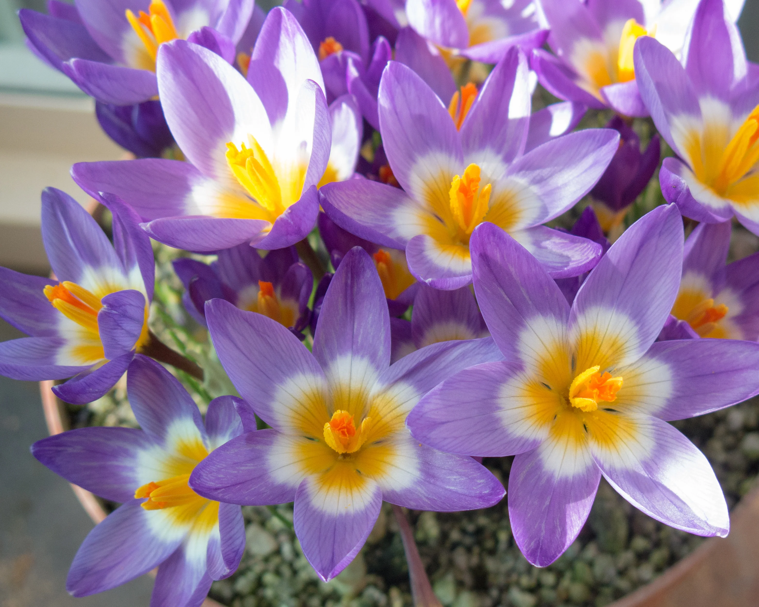 Crocus sieberi 'Tricolor' - Image 6