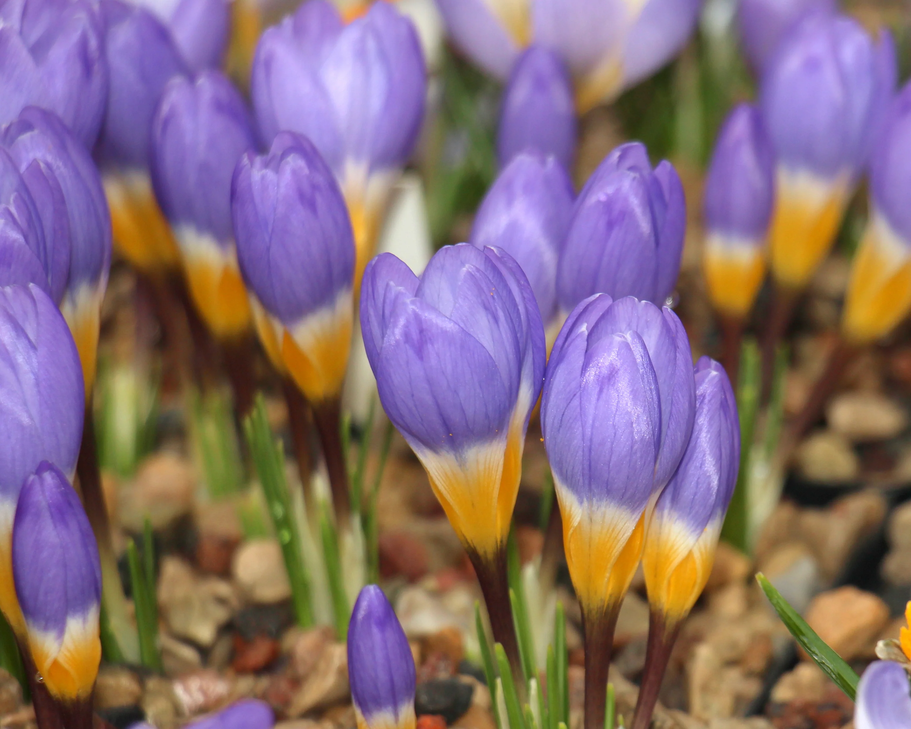 Crocus sieberi 'Tricolor' - Image 7