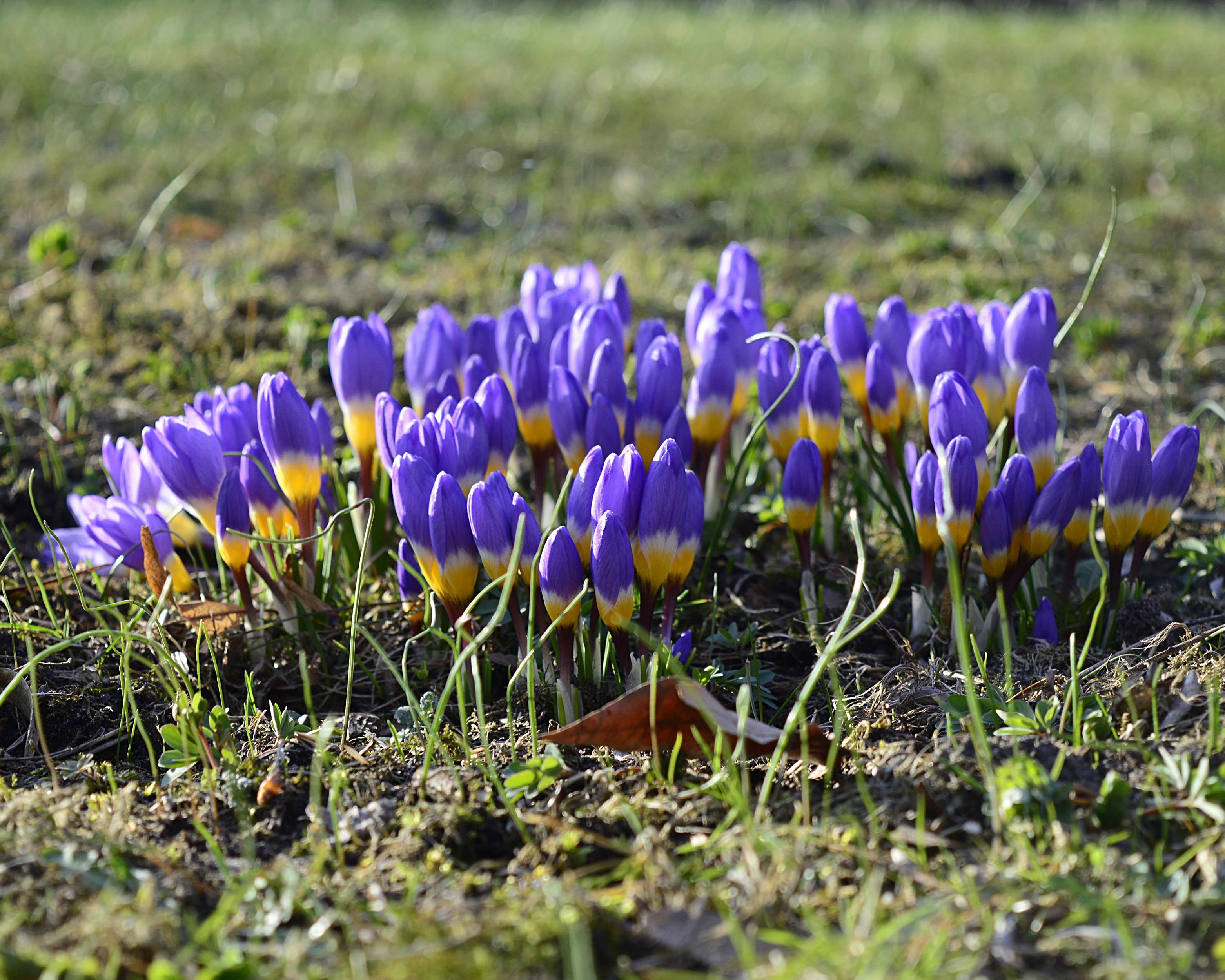 Crocus sieberi 'Tricolor' - Image 9