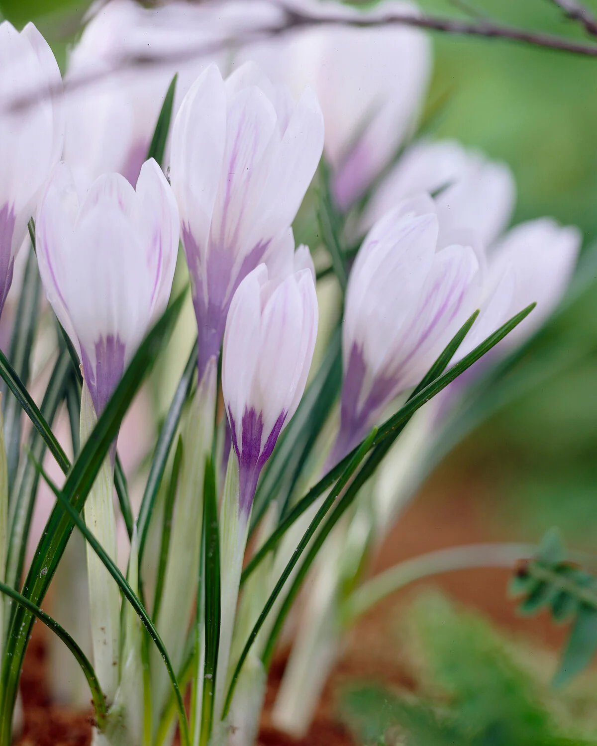 Crocus 'Silver Coral' - Image 3