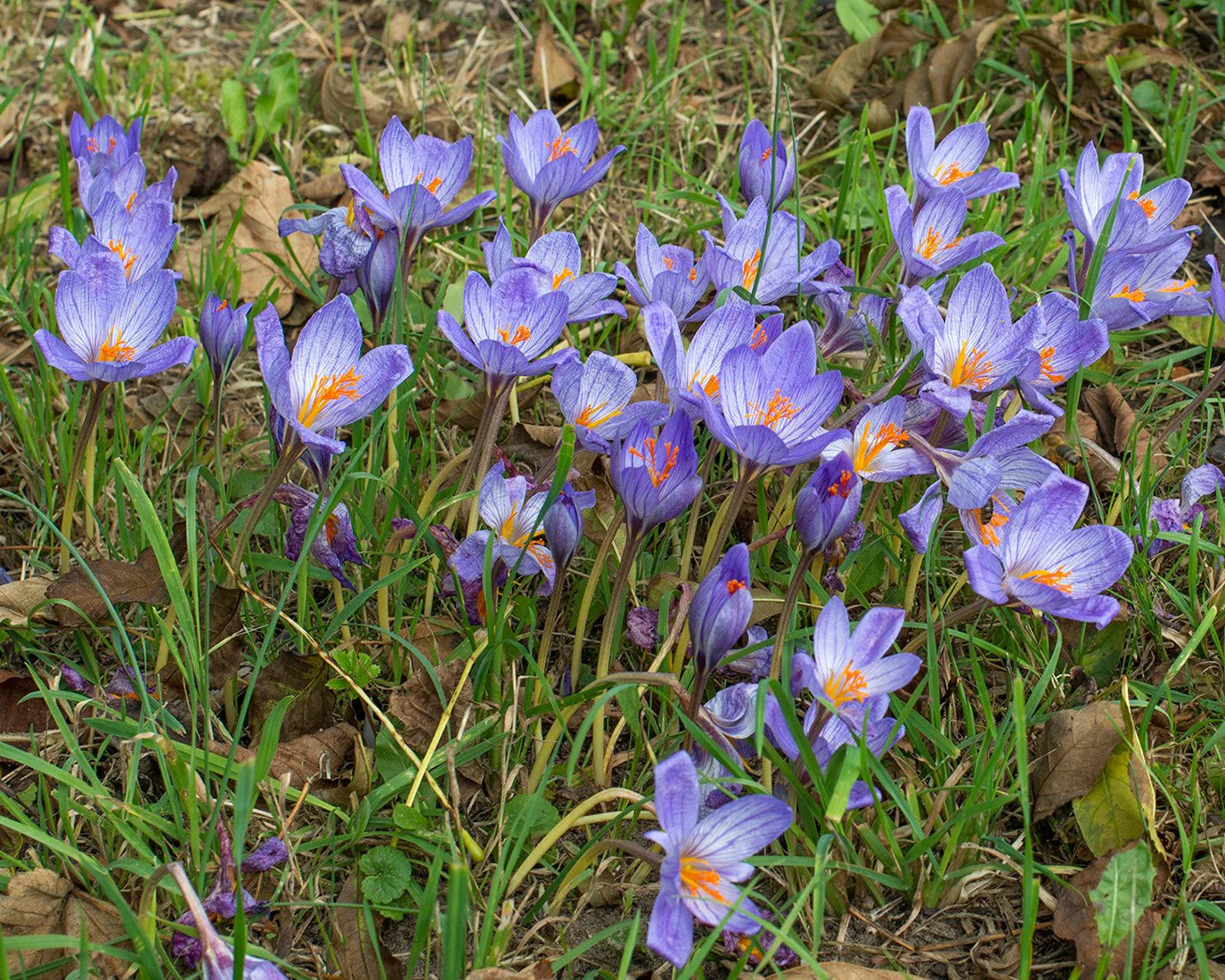 Crocus speciosus - Image 4