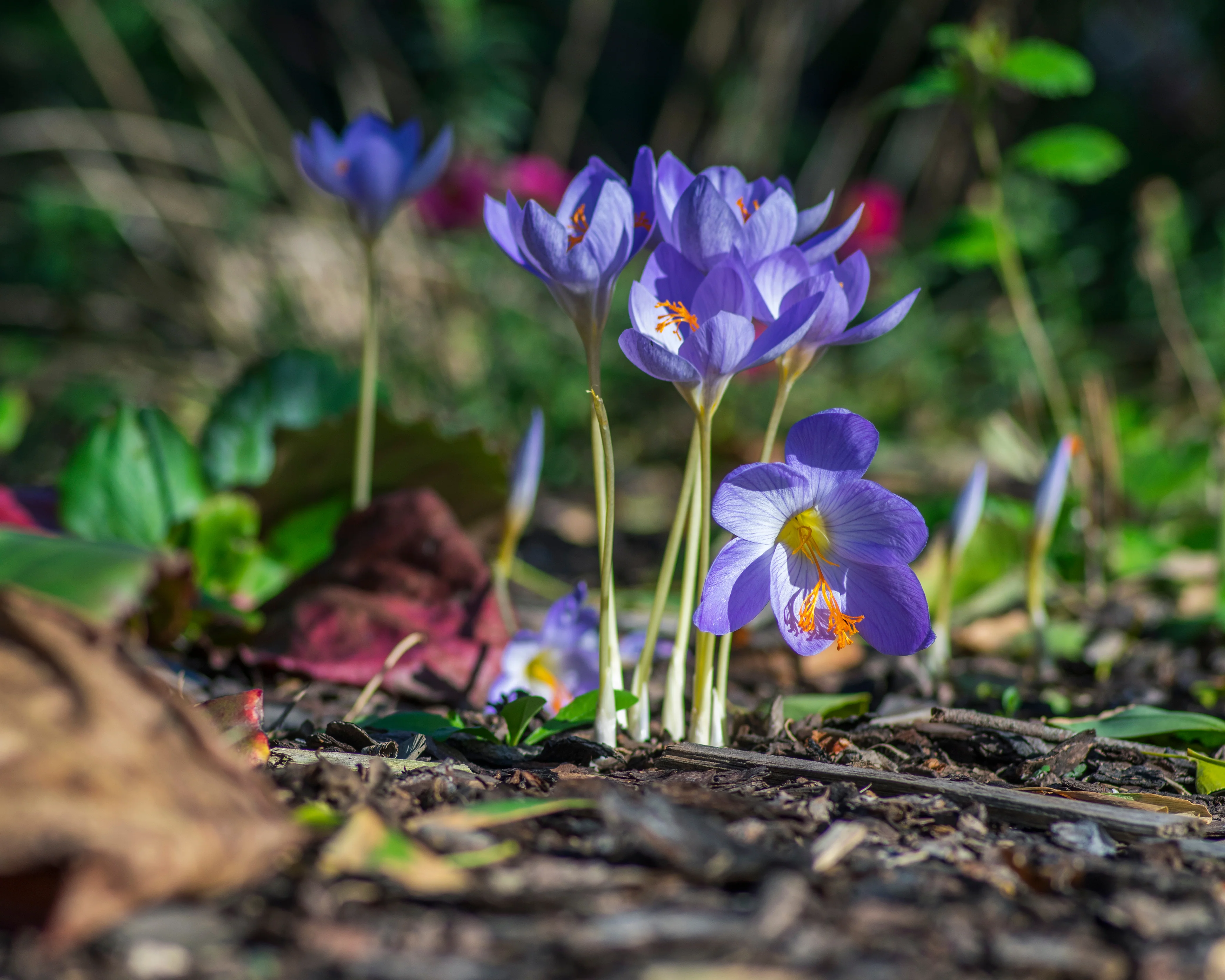 Crocus speciosus - Image 5