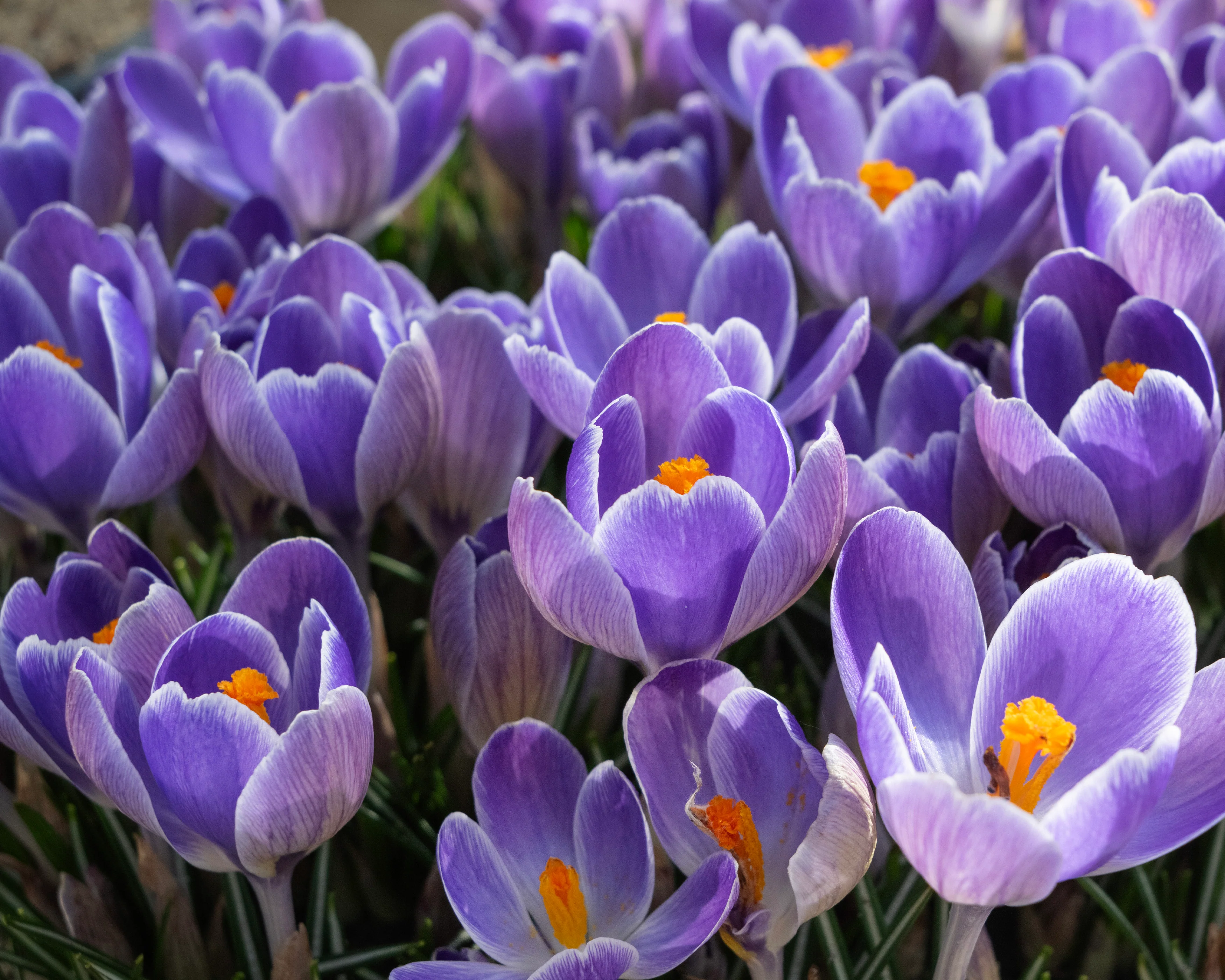 Crocus 'Striped Bird' - Image 3