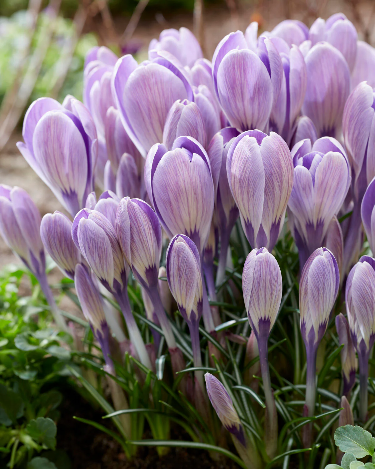 Crocus 'Striped Bird' - Image 5