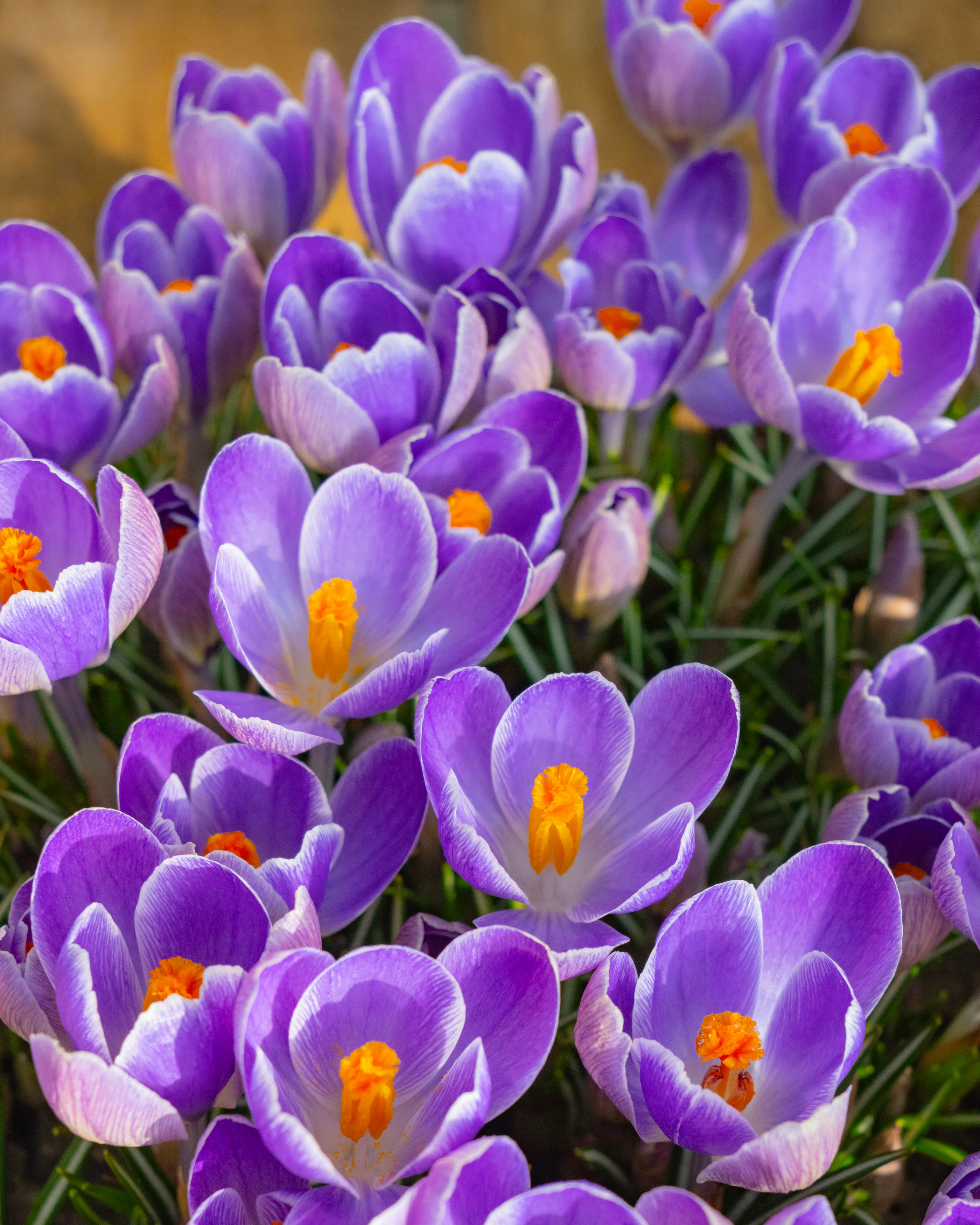 Crocus 'Striped Bird' - Image 6