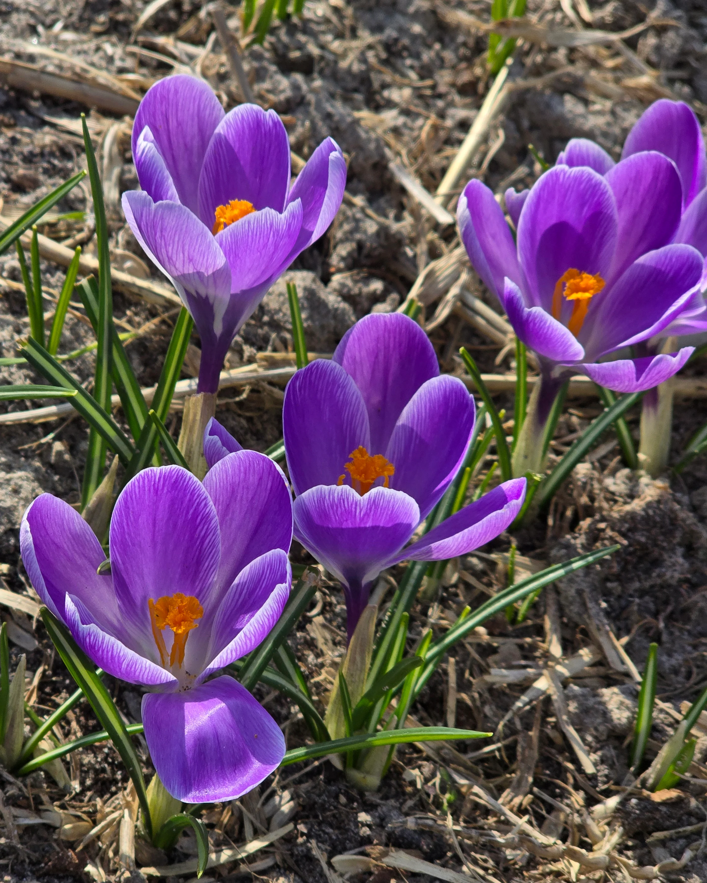 Crocus 'Striped Bird' - Image 7