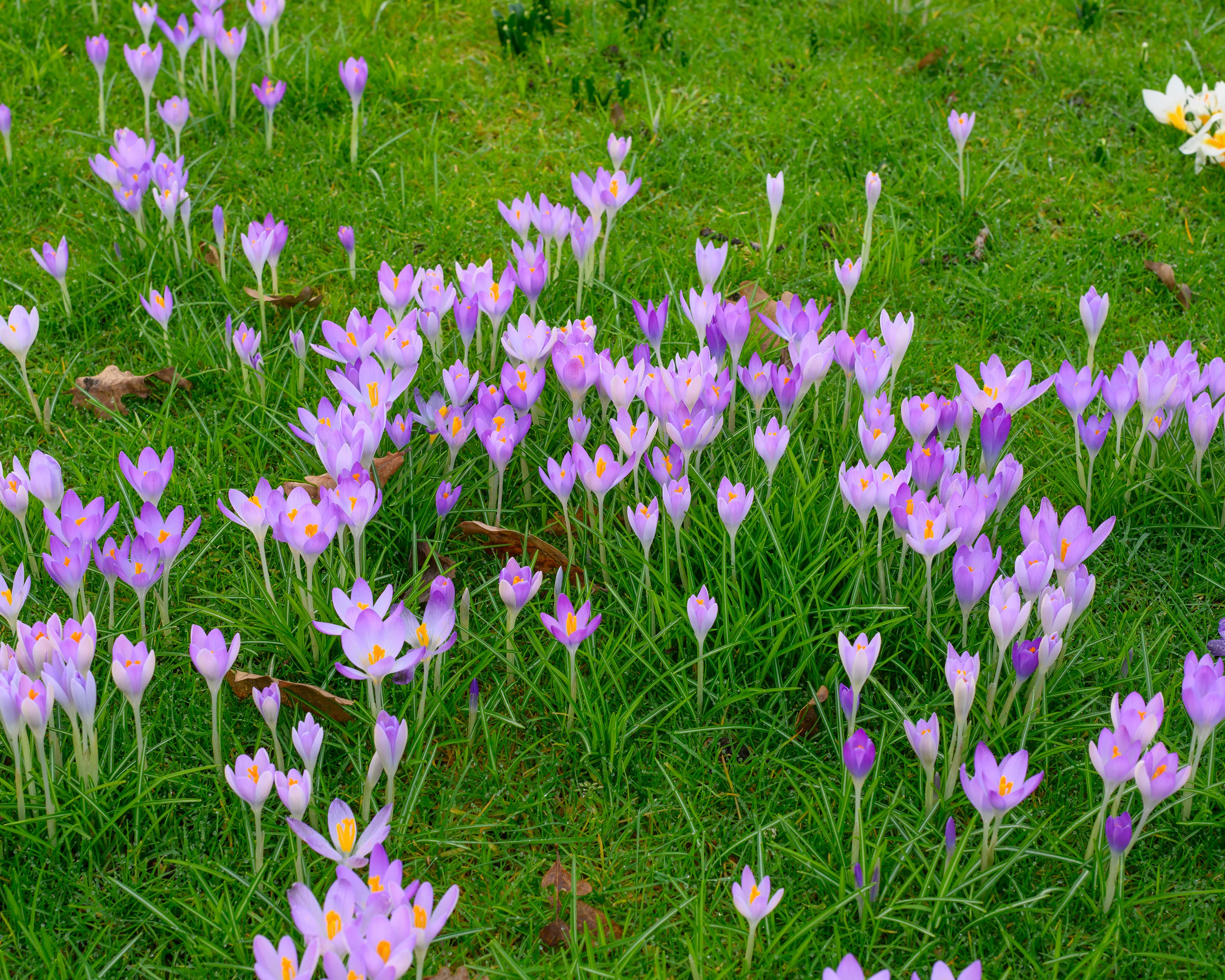 Crocus tommasinianus - Image 10