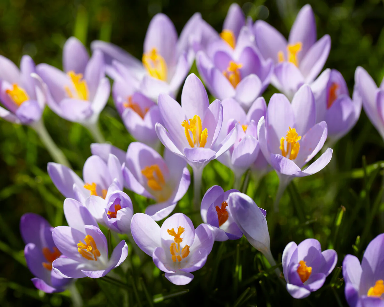 Crocus tommasinianus - Image 11