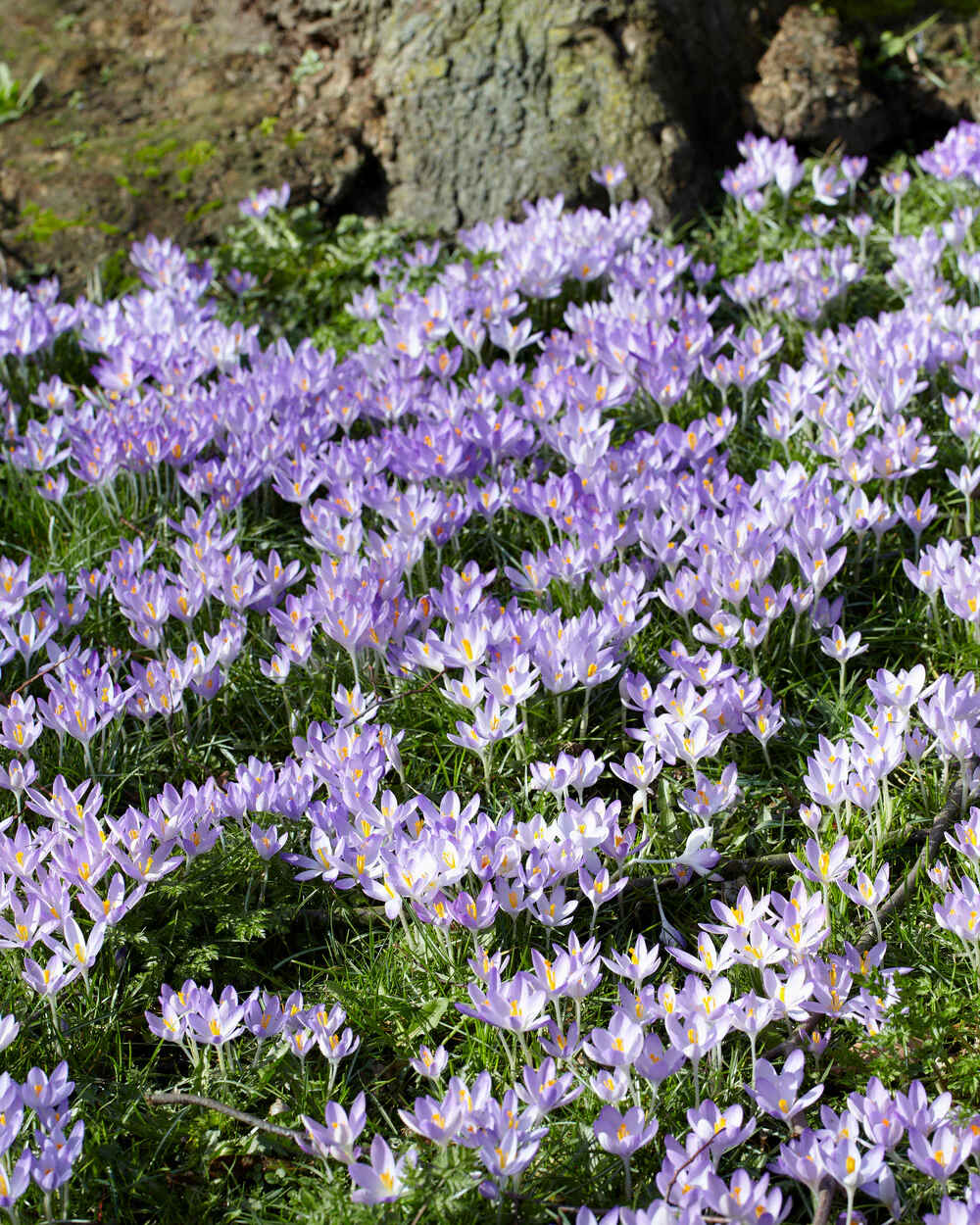 Crocus tommasinianus - Image 12