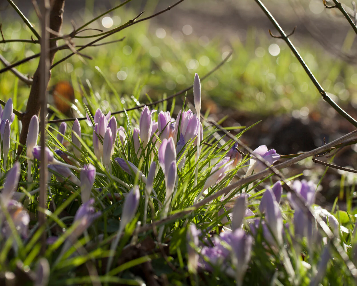 Crocus tommasinianus - Image 13