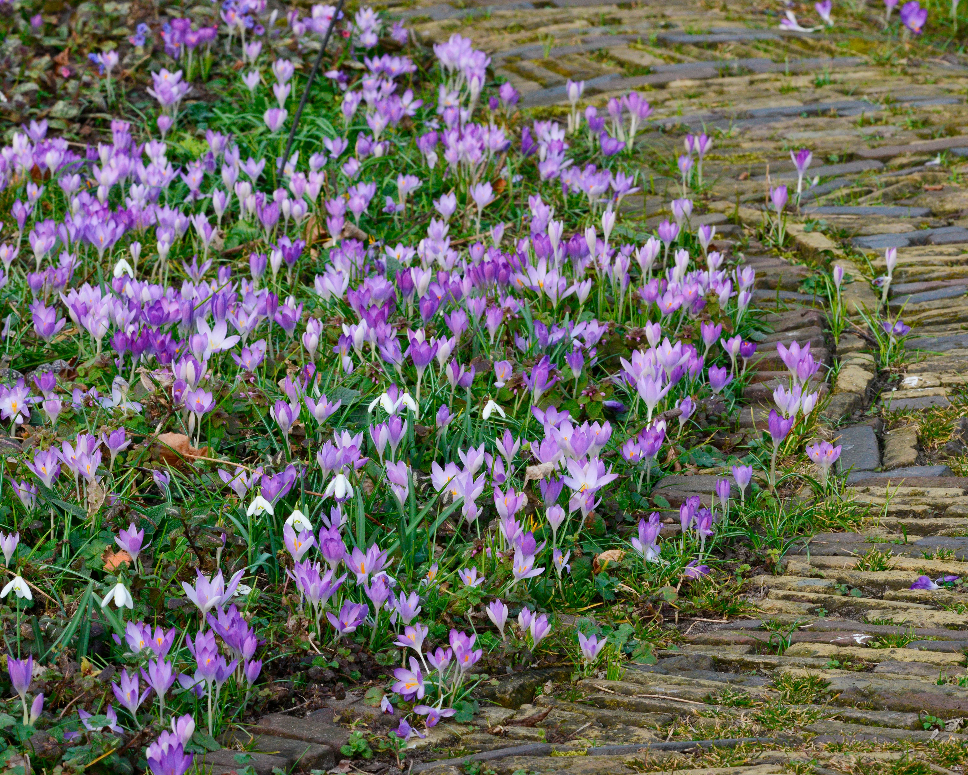 Crocus tommasinianus - Image 14